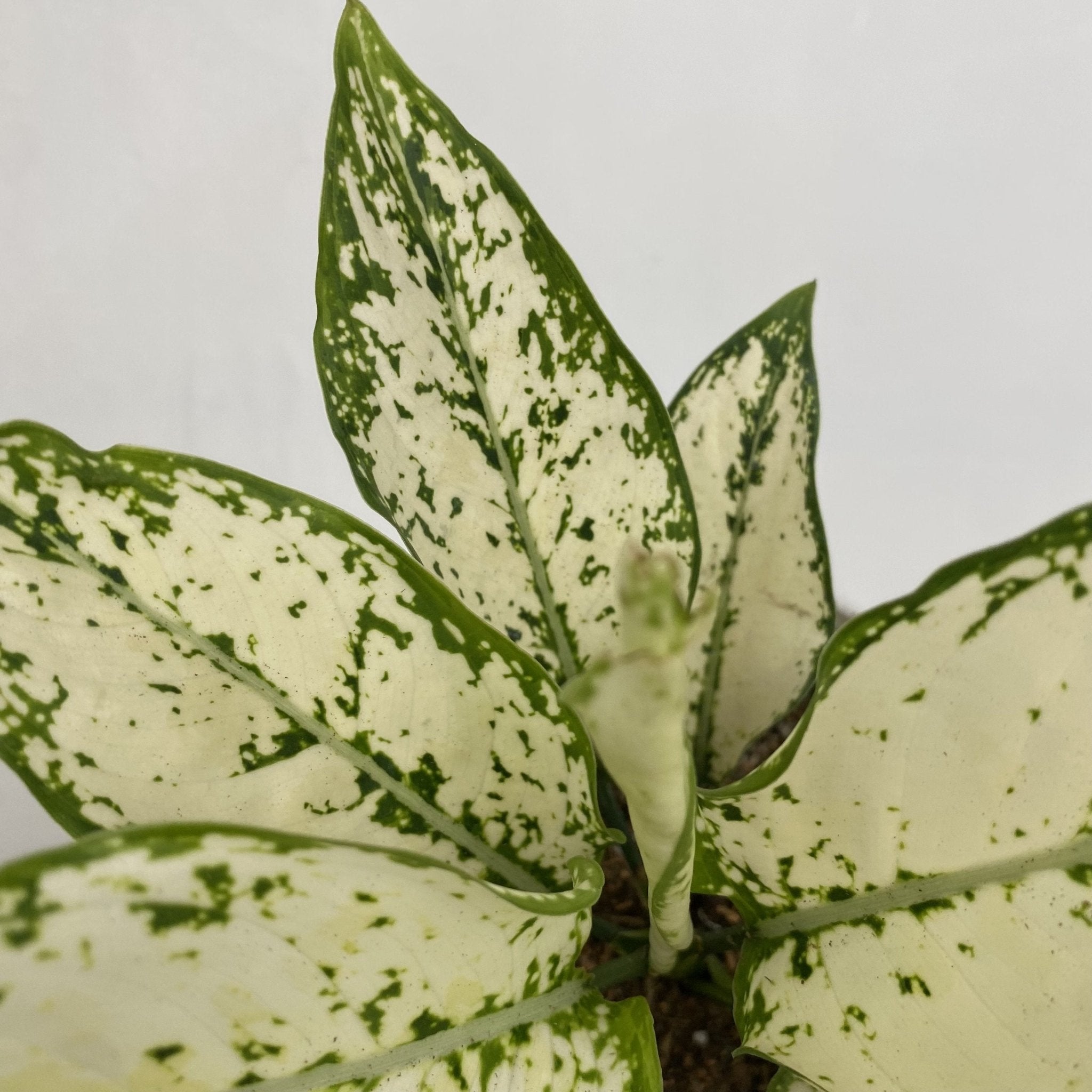 aglaonema siam paragon Aglaonema 'Siam Paragon' – Pots For Plants