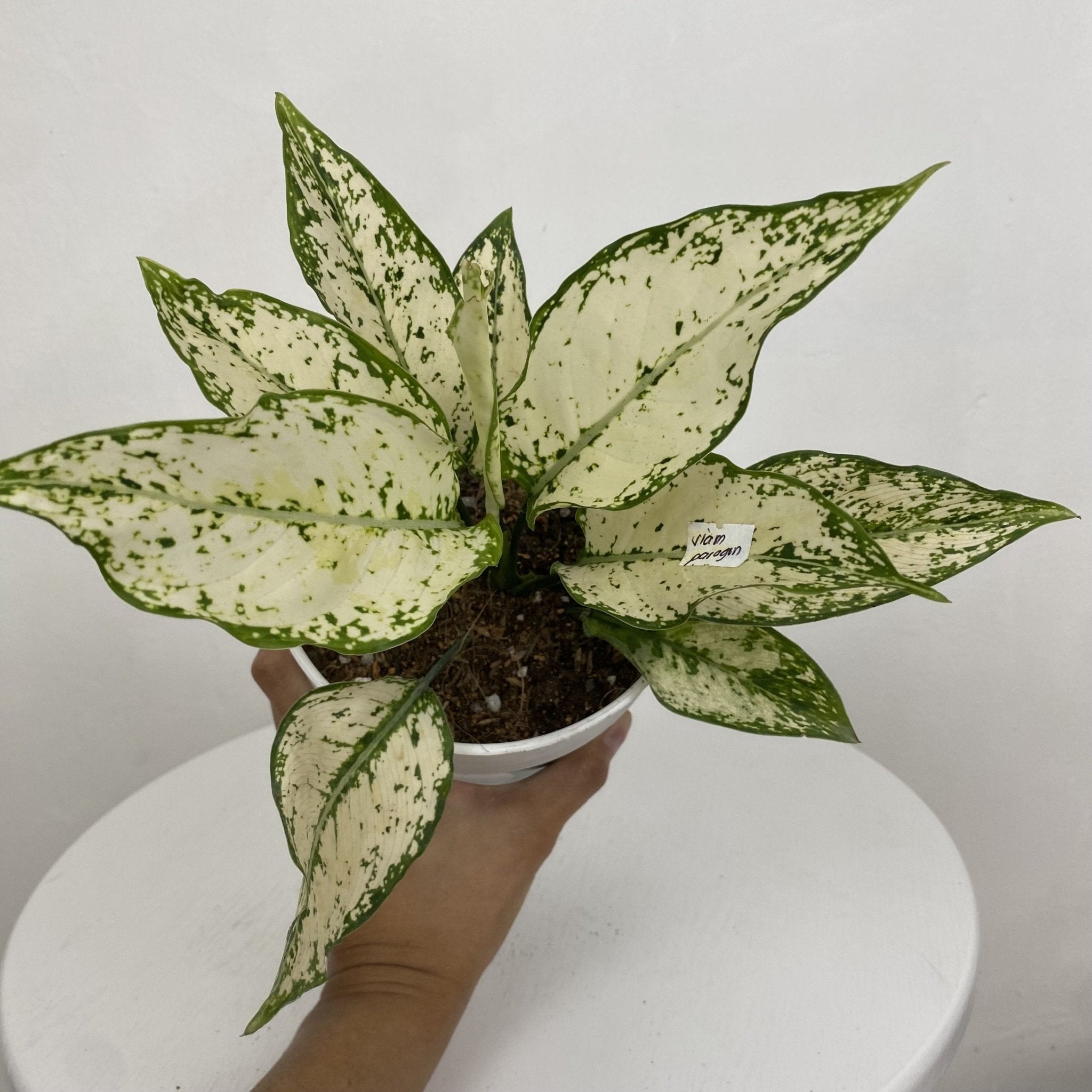 aglaonema siam paragon Aglaonema 'Siam Paragon' – Pots For Plants