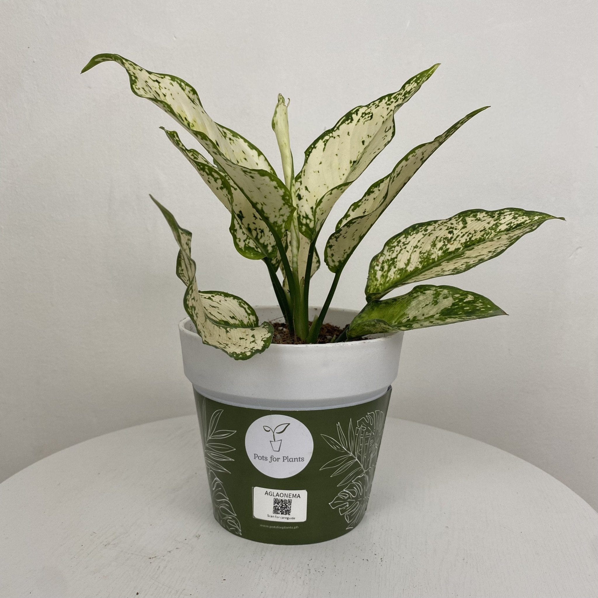 Aglaonema ‘Siam Paragon’ - Pots For Plants