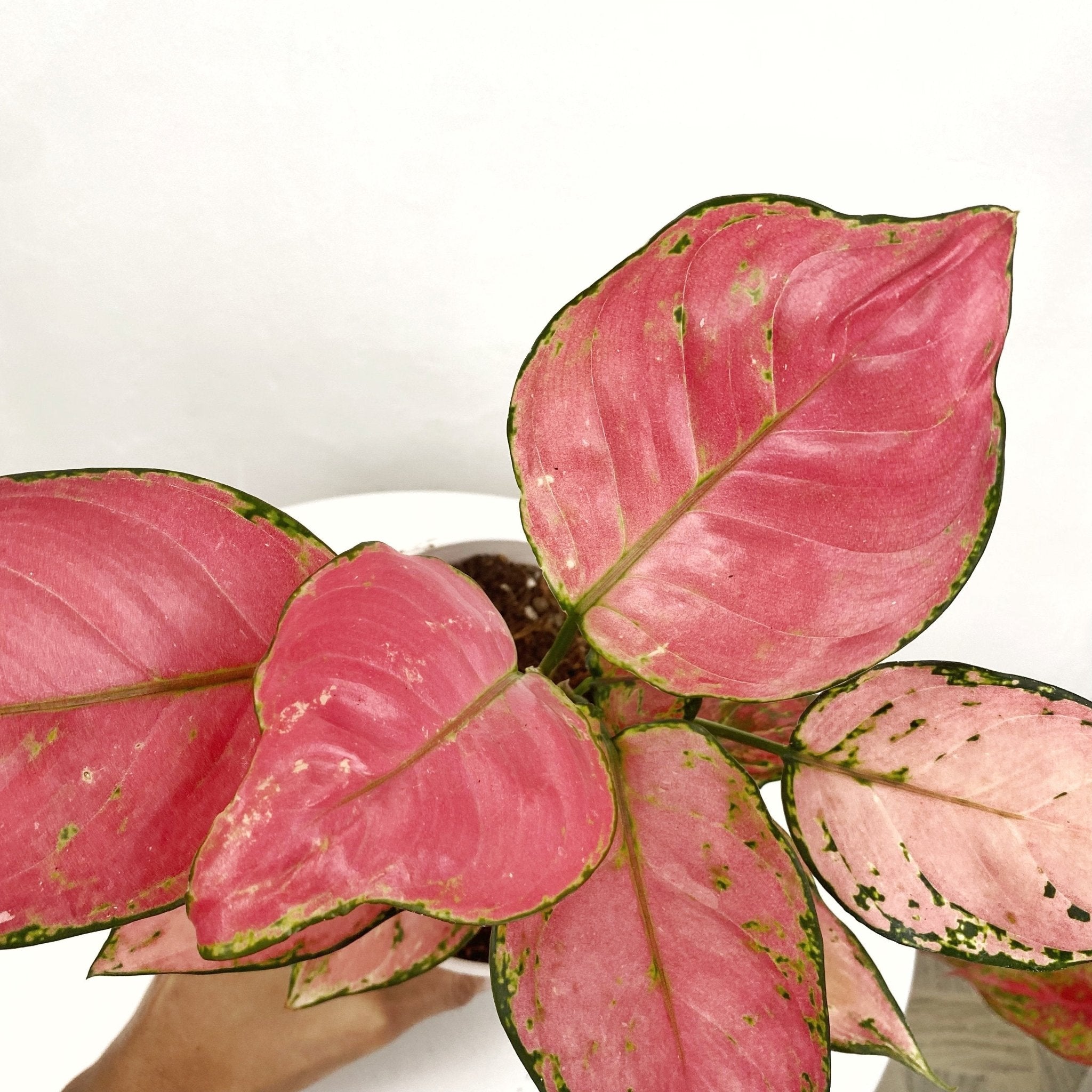 aglaonema for sale philippines Aglaonema Siam Pink – Pots For Plants