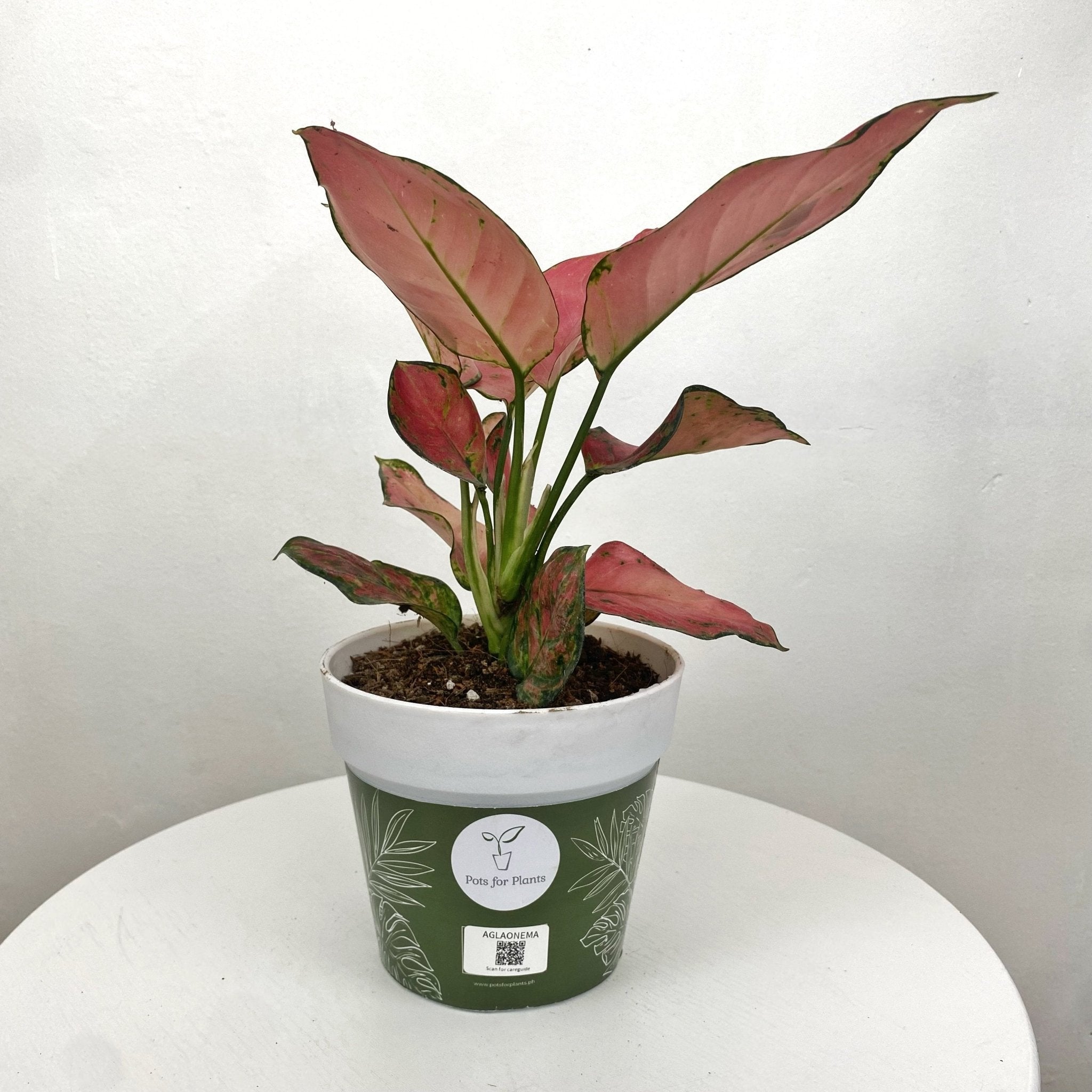 Aglaonema Siam Pink - Pots For Plants