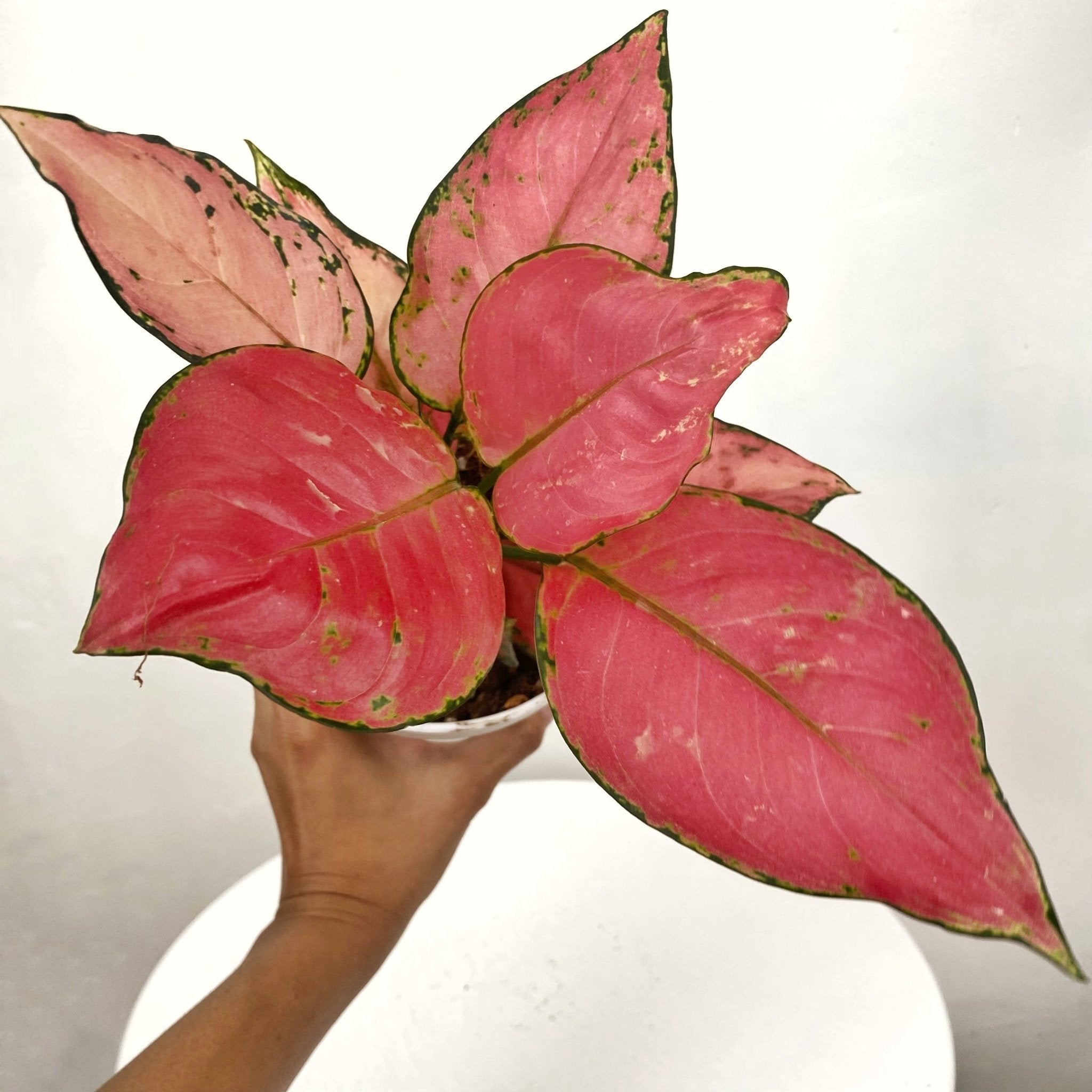 Aglaonema Siam Pink - Pots For Plants