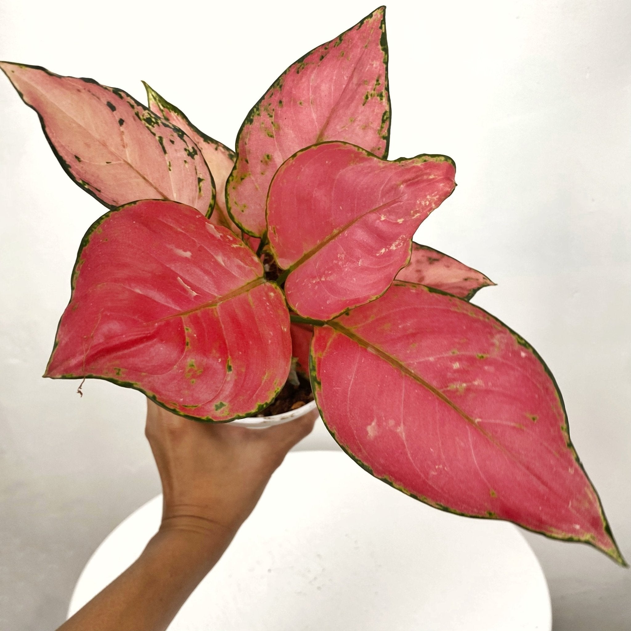 aglaonema ultra pink Aglaonema Siam Pink – Pots For Plants