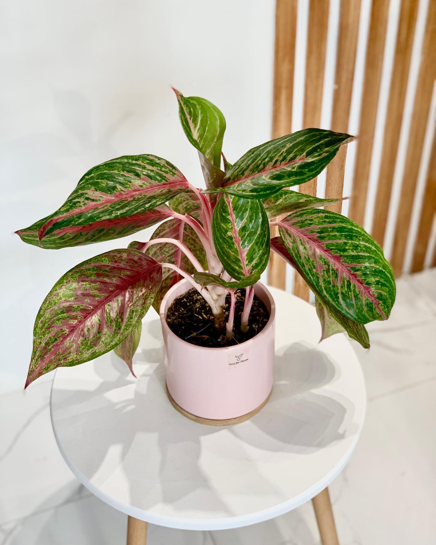 aglaonema plants price philippines Aglaonema 'Siam Violet' – Pots For Plants