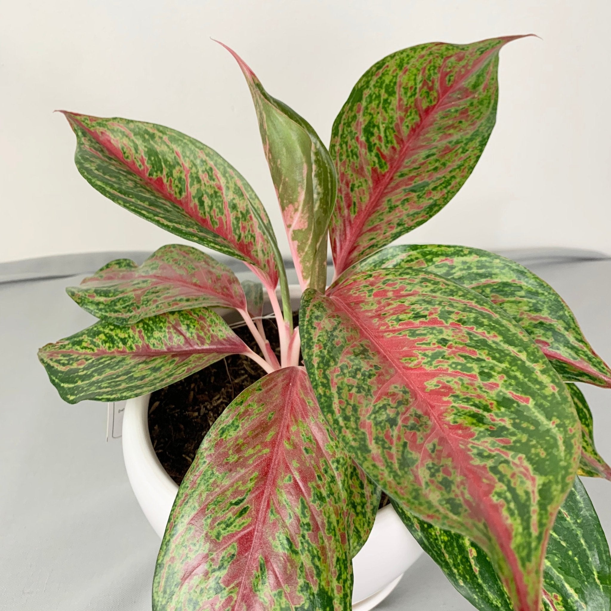 aglaonema siam violet Aglaonema 'Siam Violet' – Pots For Plants