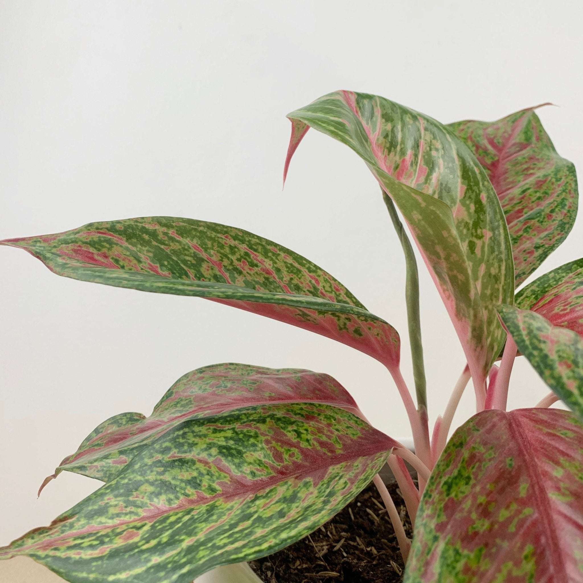 aglaonema siam violet Aglaonema 'Siam Violet' – Pots For Plants