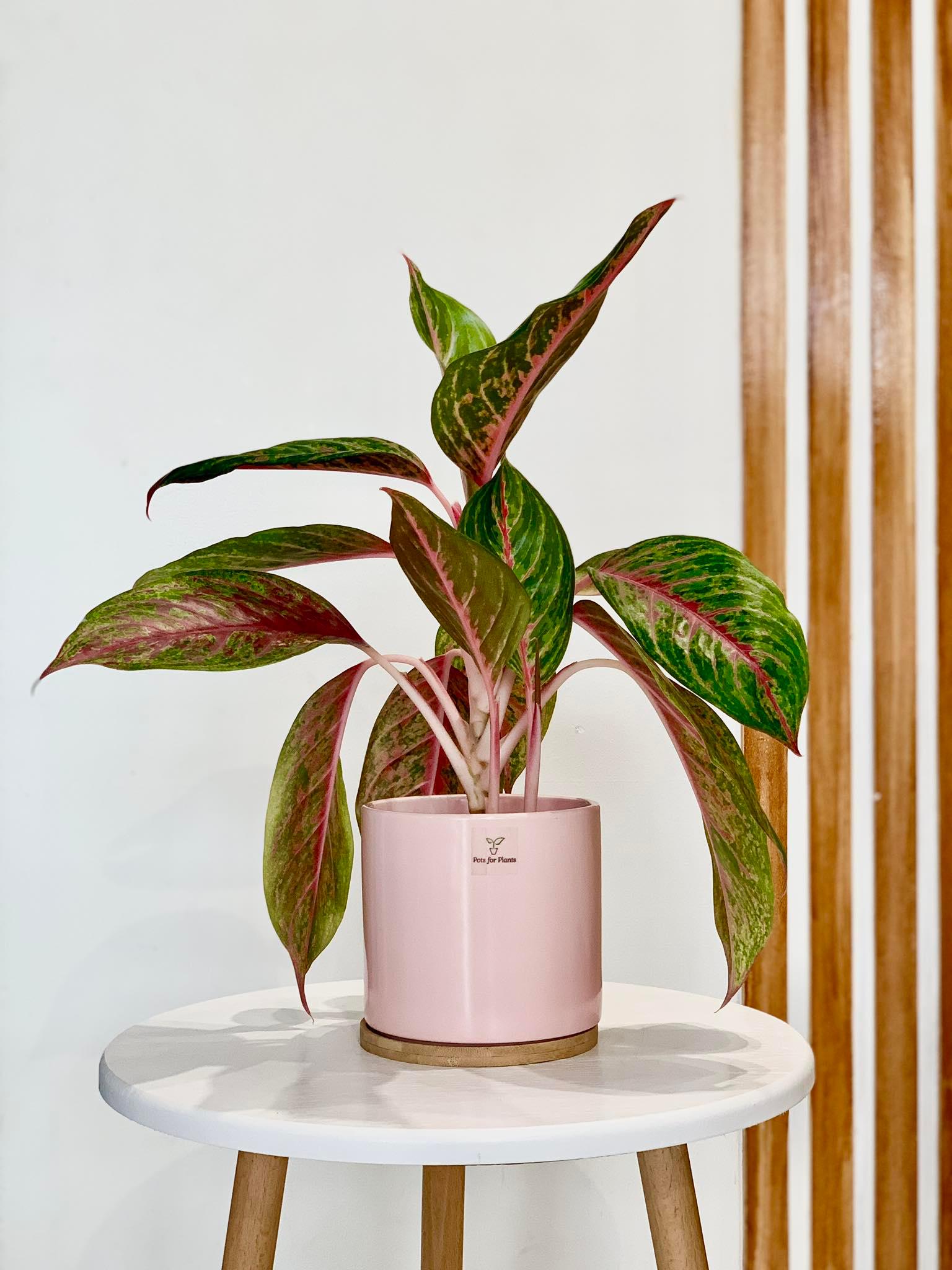 Aglaonema ‘Siam Violet’ - Pots For Plants