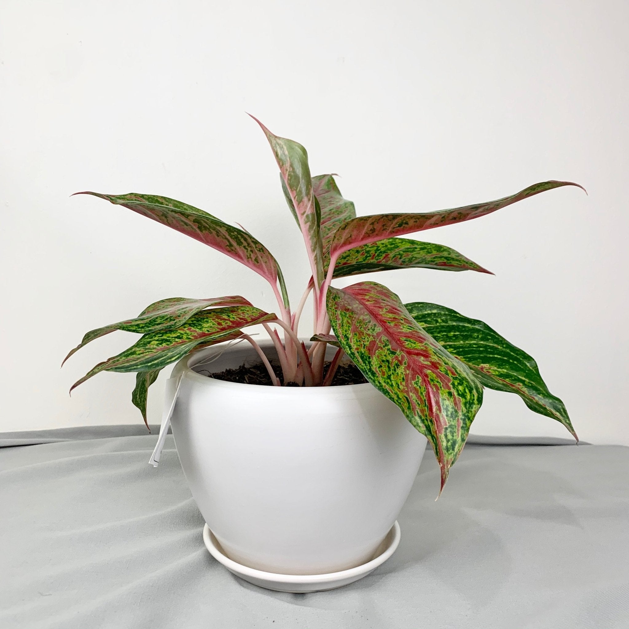 Aglaonema ‘Siam Violet’ - Pots For Plants