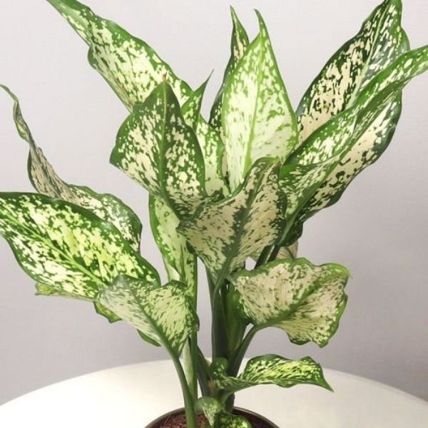 aglaonema snow white care tips Aglaonema Snow White