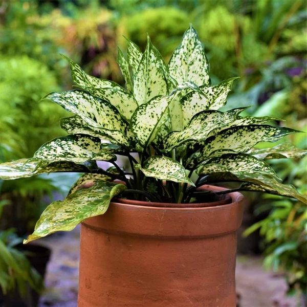 aglaonema plants Aglaonema Snow White