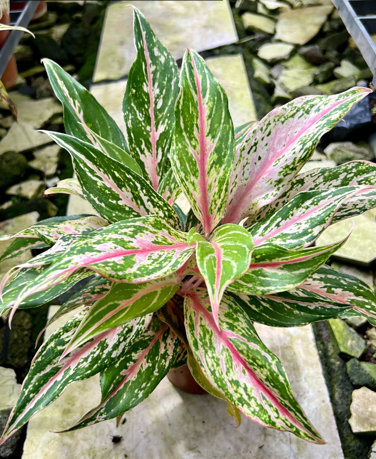 aglaonema spp Aglaonema SP. – Pots For Plants