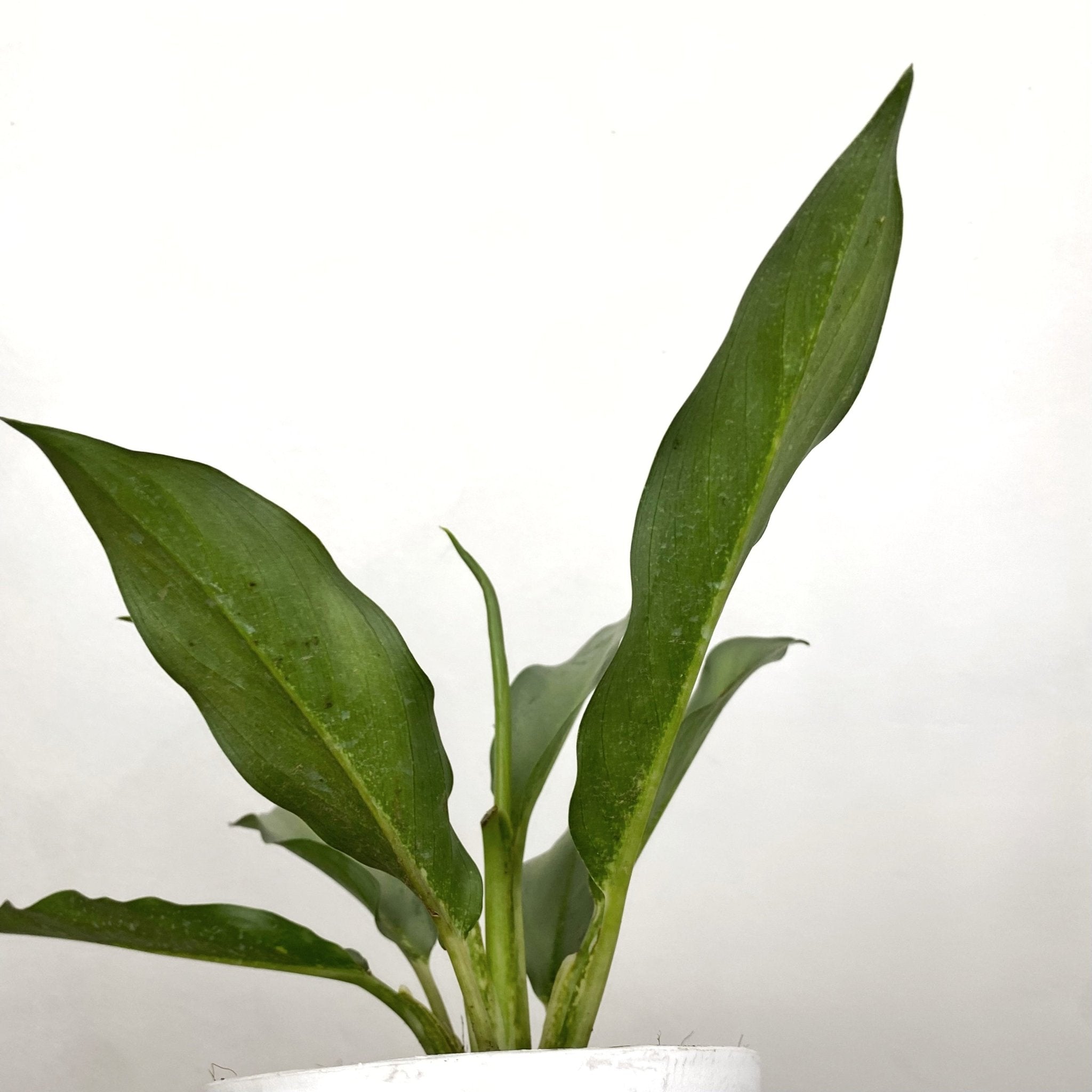 aglaonema platinums Aglaonema Star Platinum – Pots For Plants