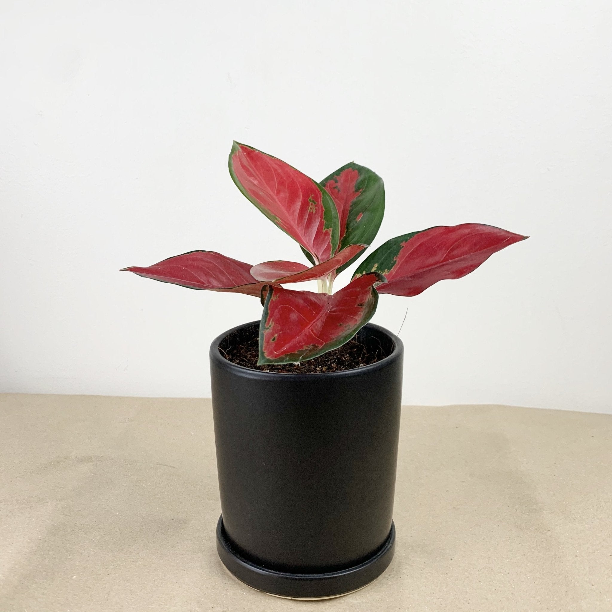 aglaonema red suksom jaipong Aglaonema "suksom jaipong" Plant – Pots For Plants
