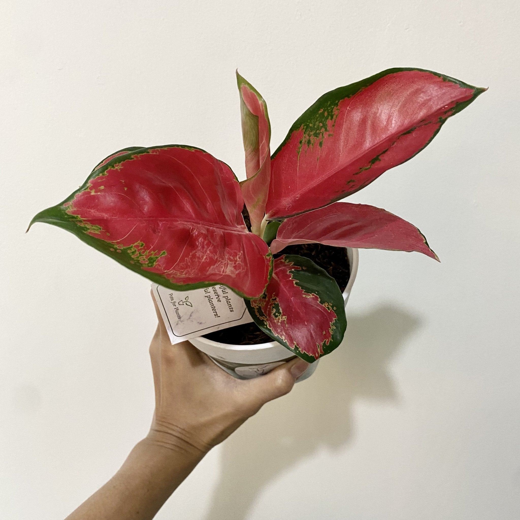 aglaonema red suksom Aglaonema "suksom jaipong" Plant – Pots For Plants