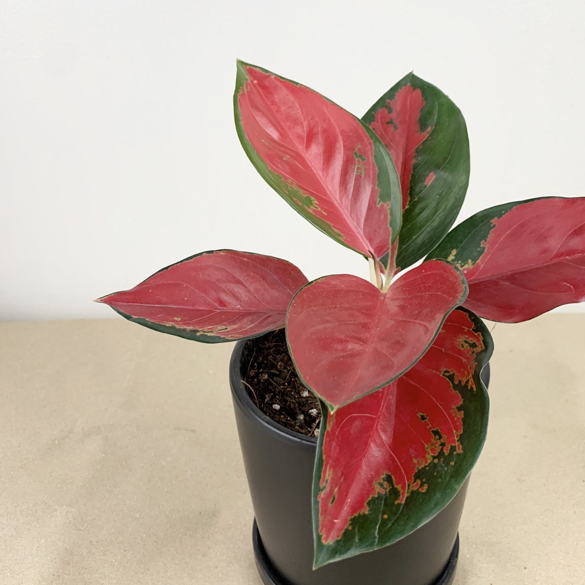 super red aglaonema vs suksom Aglaonema "suksom jaipong" Plant – Pots For Plants