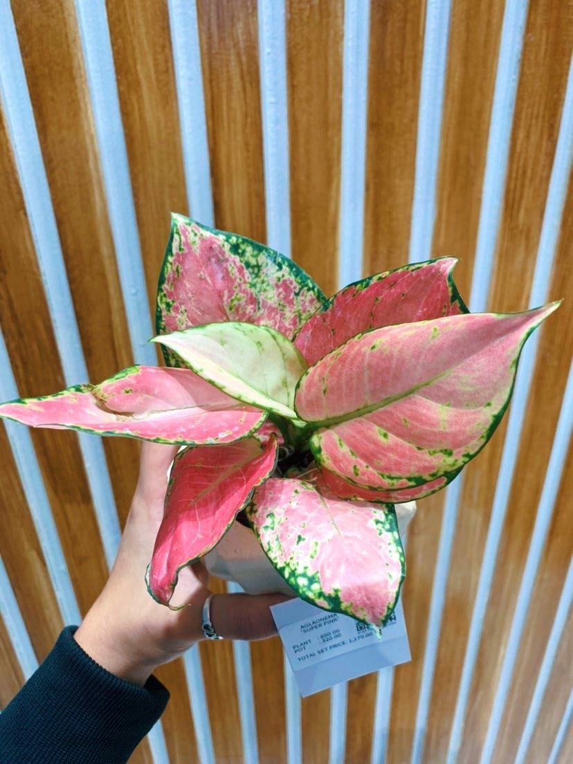 Aglaonema Super Pink - Pots For Plants