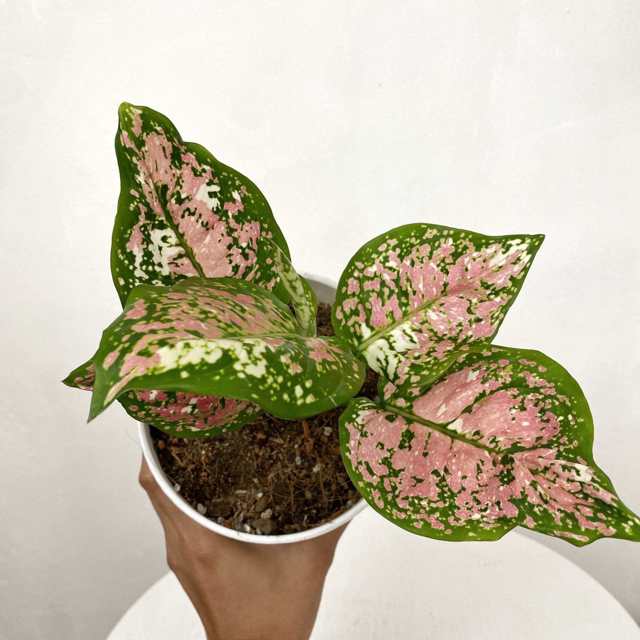 aglaonema tricolor pink Aglaonema Tricolor – Pots For Plants