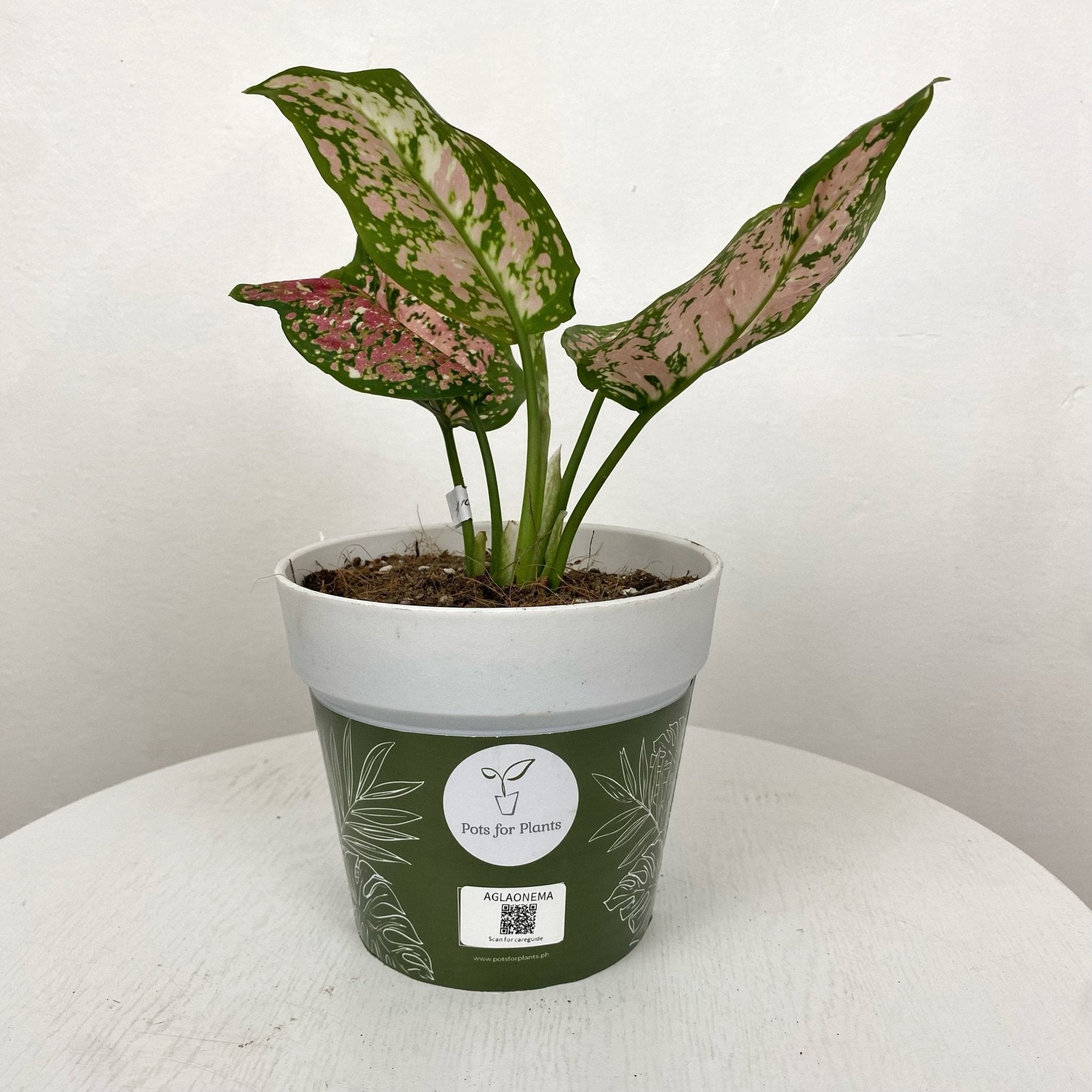 aglaonema plants price philippines Aglaonema Tricolor – Pots For Plants