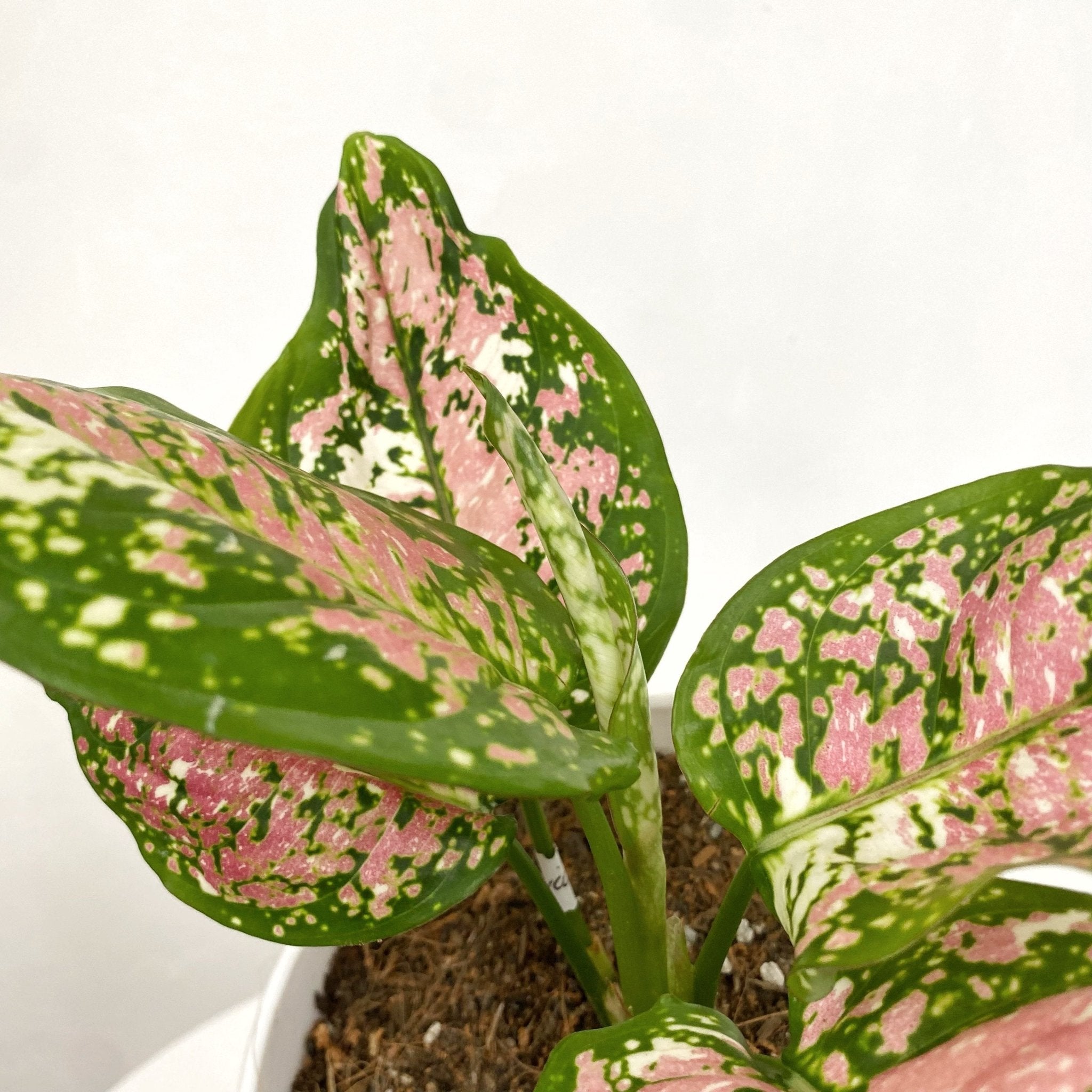 aglaonema plant price philippines Aglaonema Tricolor – Pots For Plants