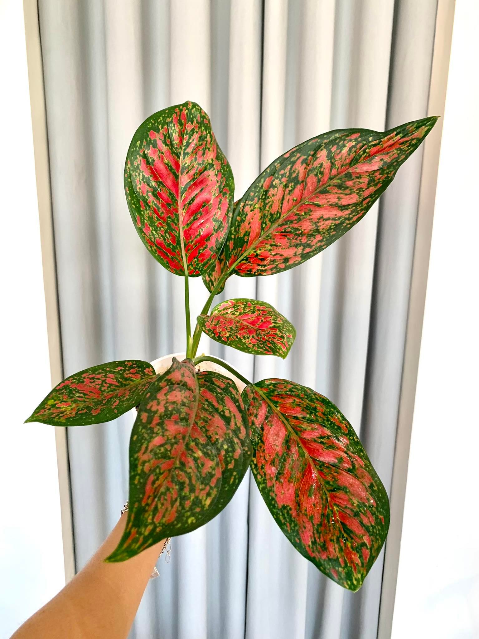 red venus aglaonema Aglaonema Venus – Pots For Plants