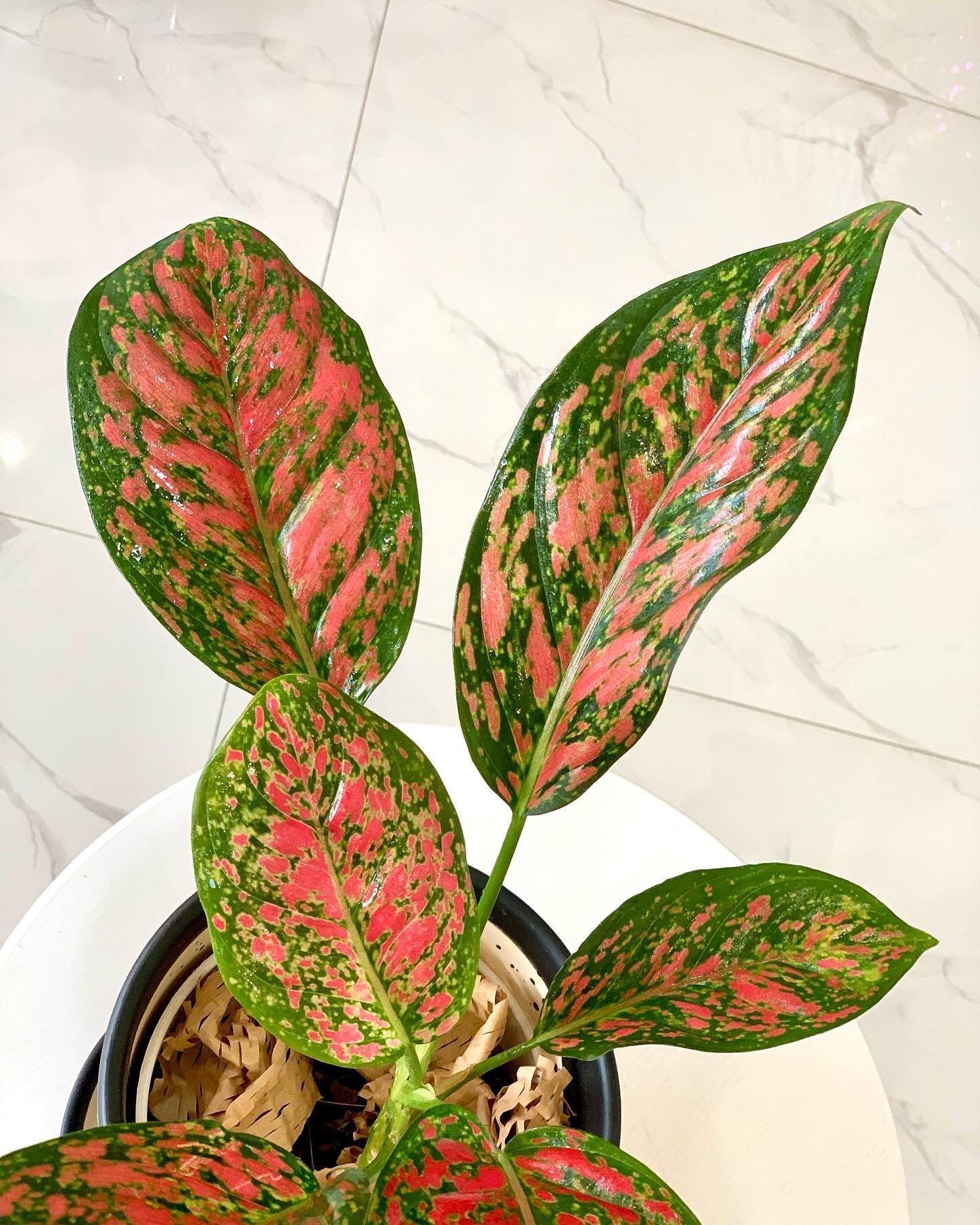 red venus aglaonema Aglaonema Venus – Pots For Plants