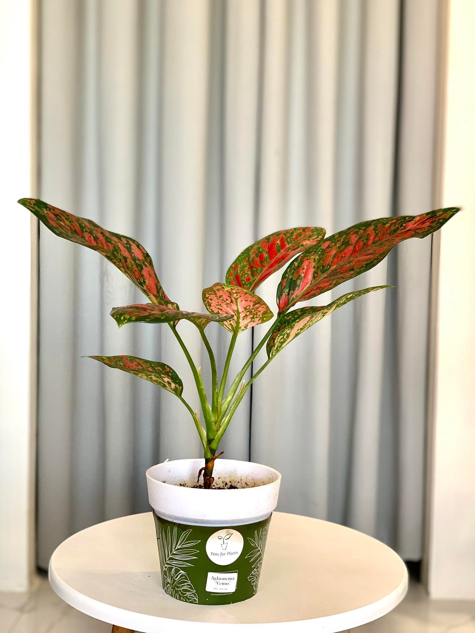Aglaonema Venus - Pots For Plants