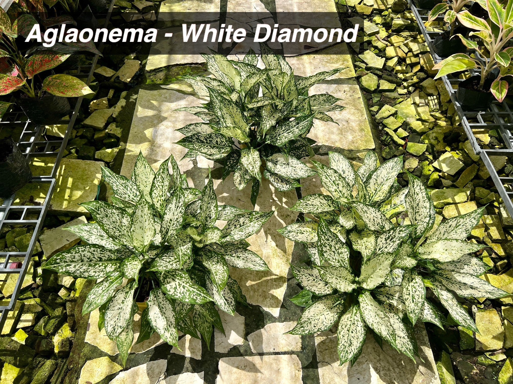 aglaonema white diamond Aglaonema White Diamond – Pots For Plants