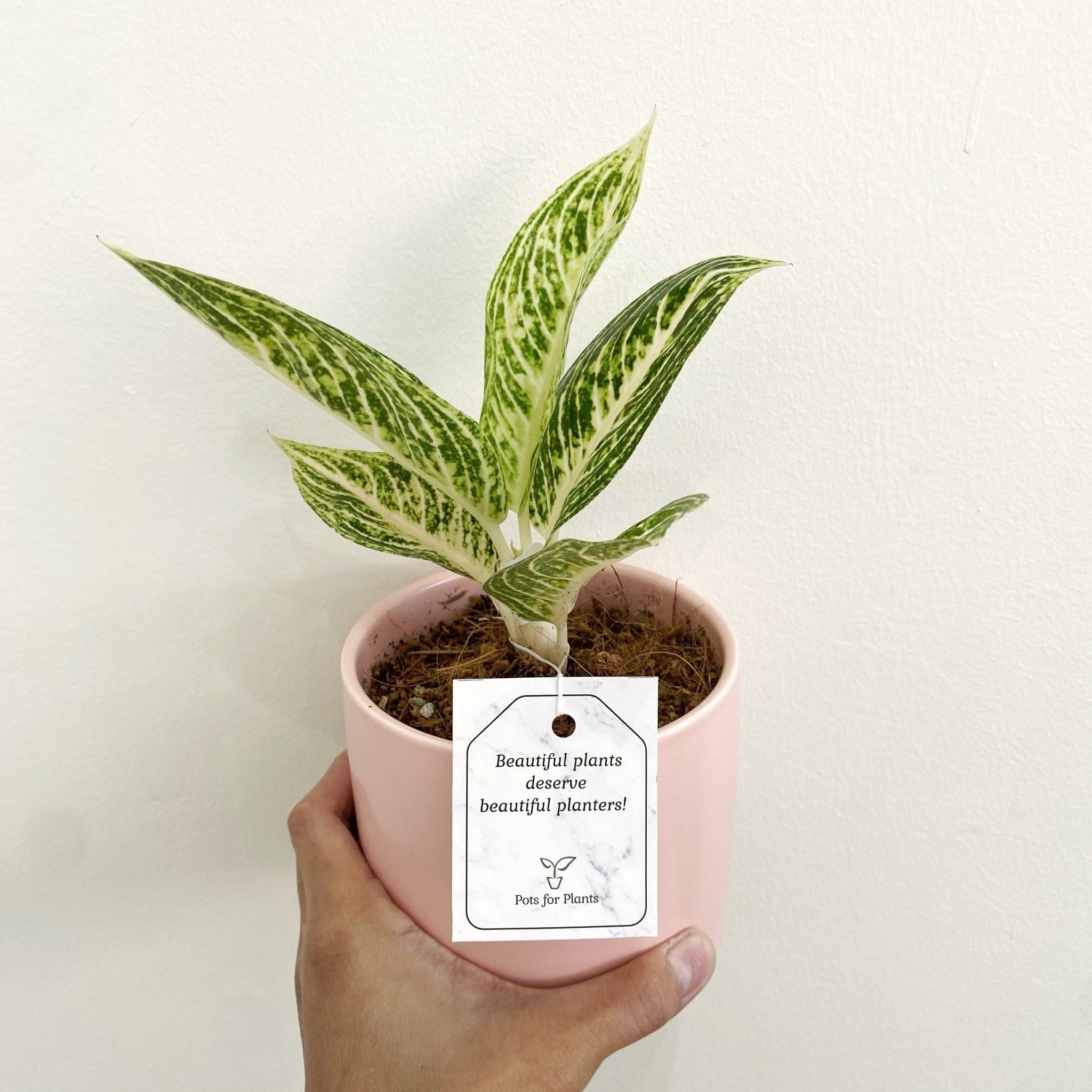 Aglaonema ‘White Legacy’ - Pots For Plants