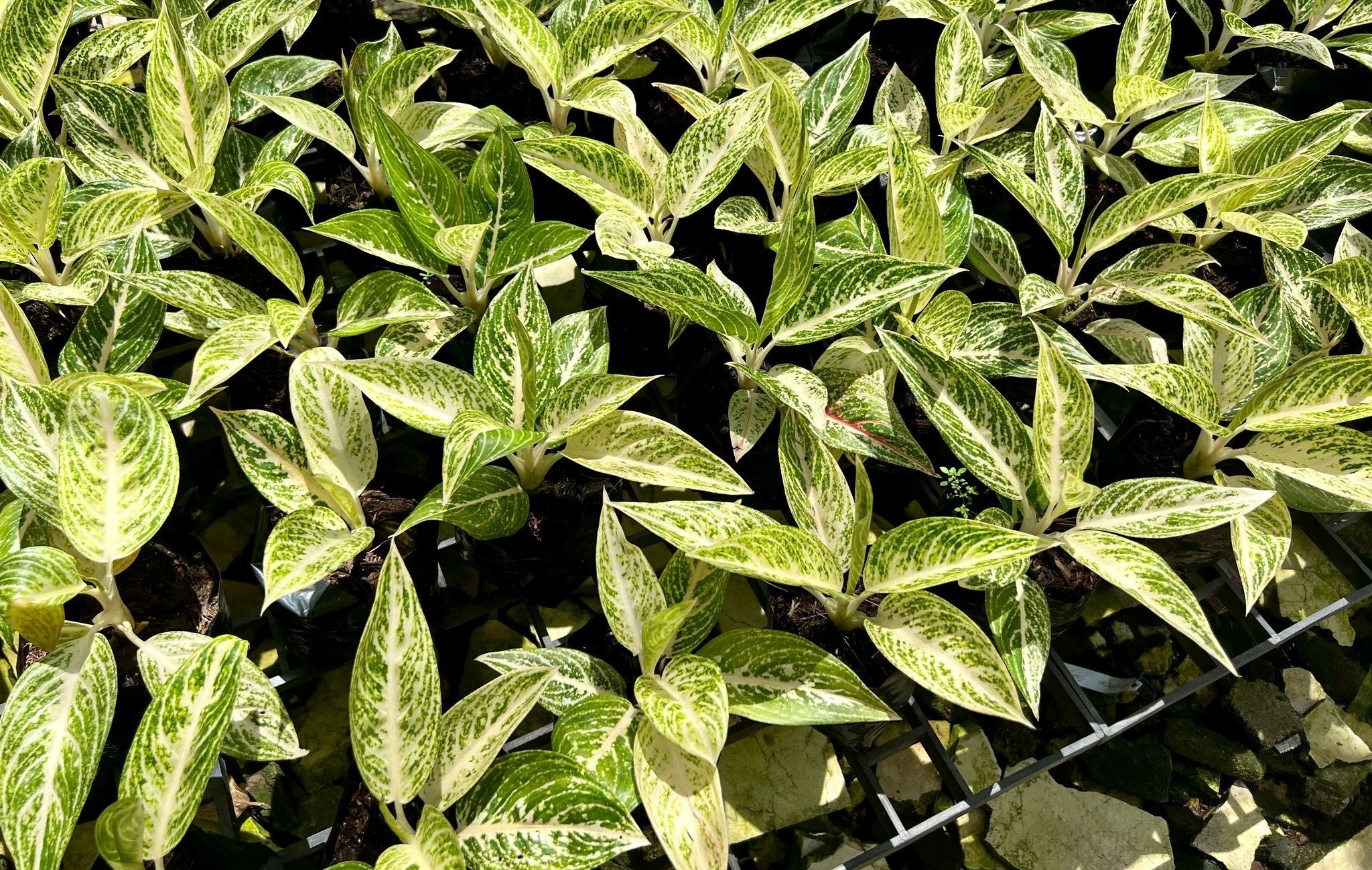 aglaonema white legacy Aglaonema 'White Legacy' – Pots For Plants