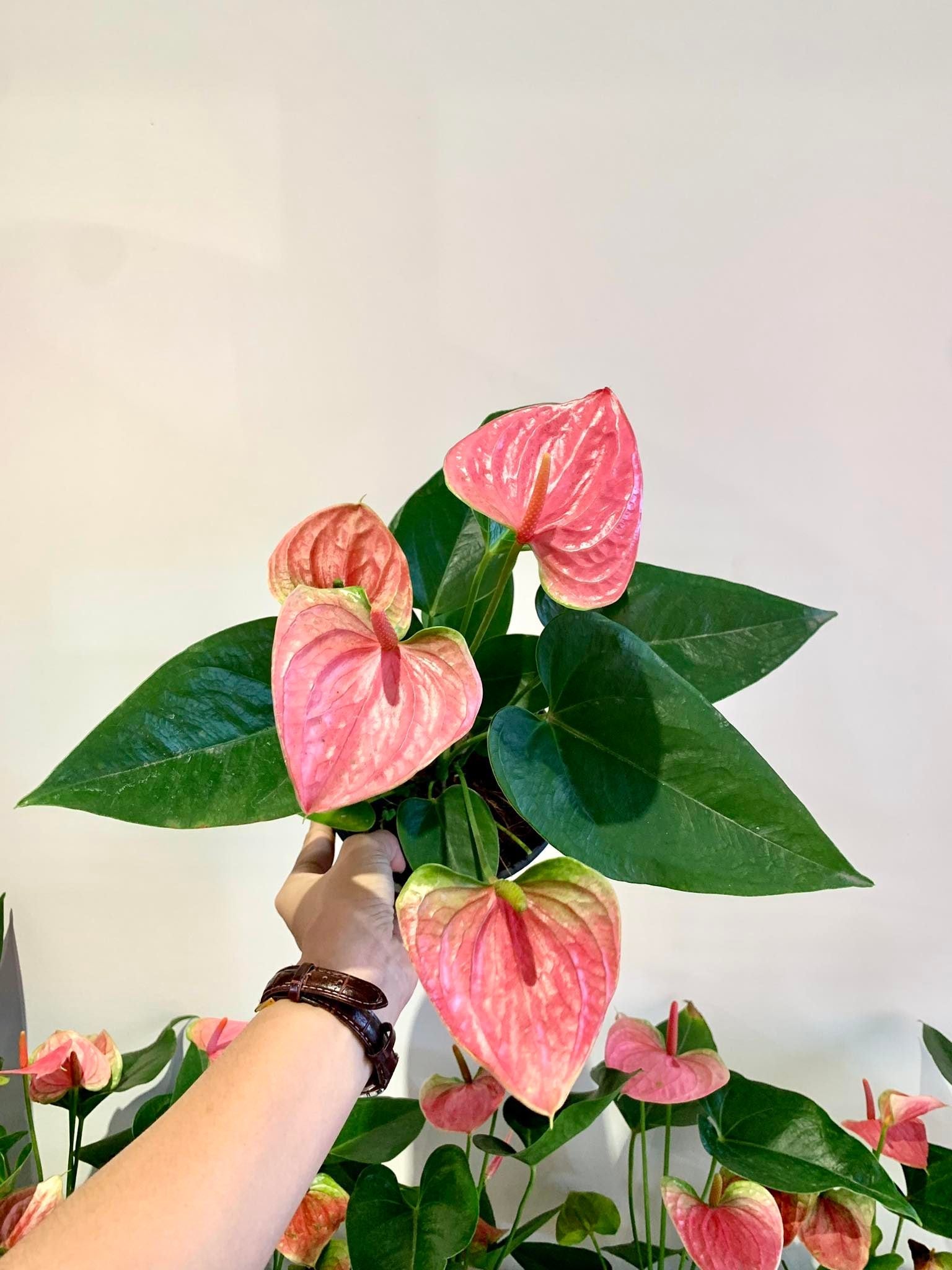 anthurium plantation philippines Anthurium adraeanum pink – Pots For Plants