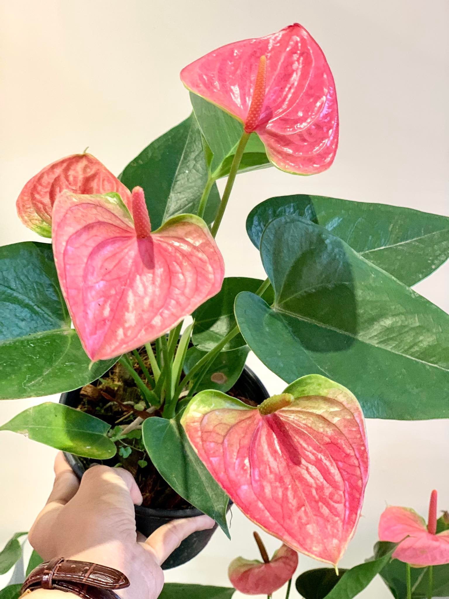 anthurium flowering plants philippines Anthurium adraeanum pink – Pots For Plants