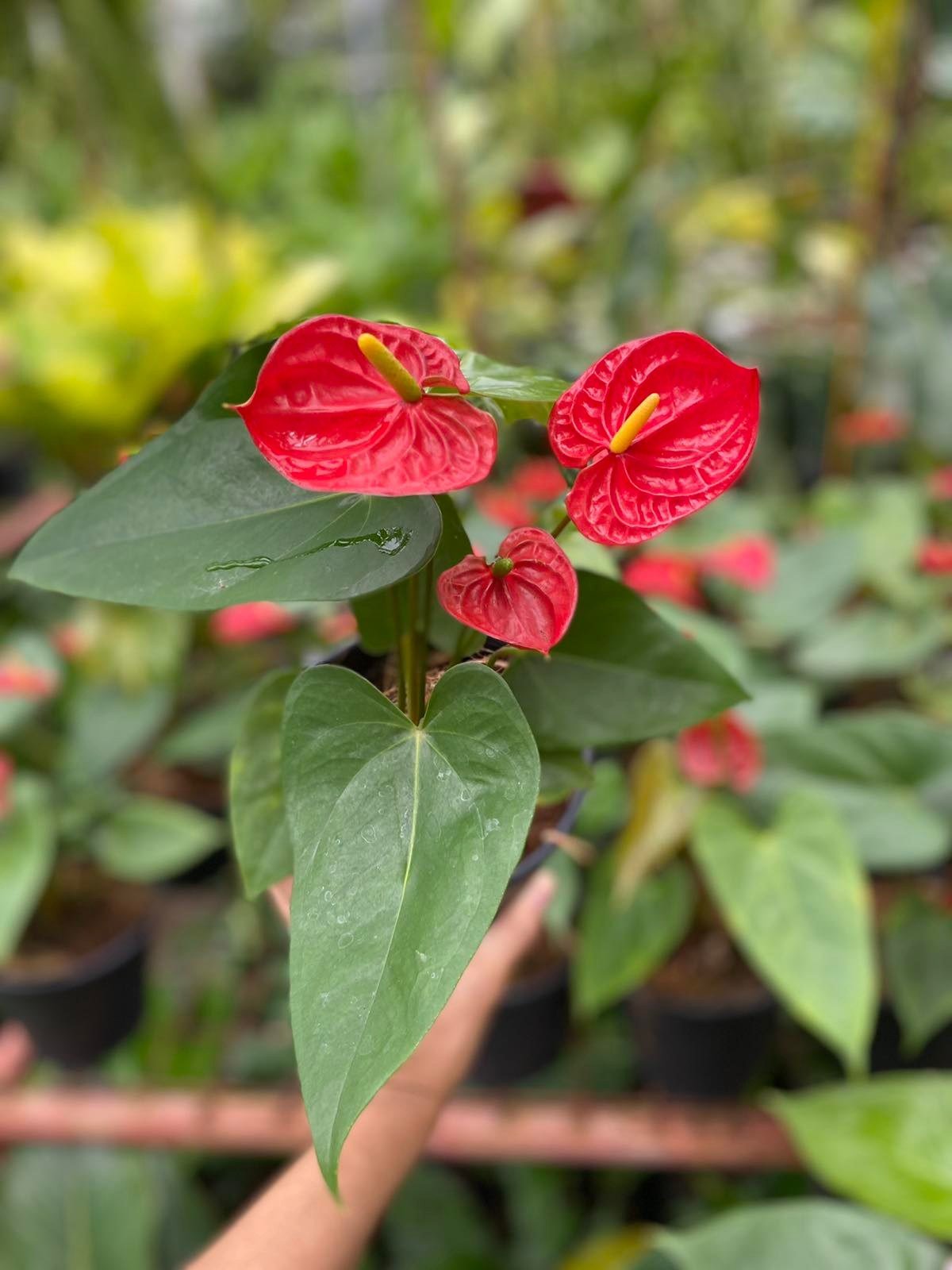 Anthurium andraeanum red - Pots For Plants