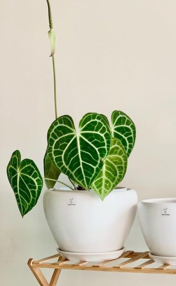anthurium cl Anthurium Clarrinervium – Pots For Plants