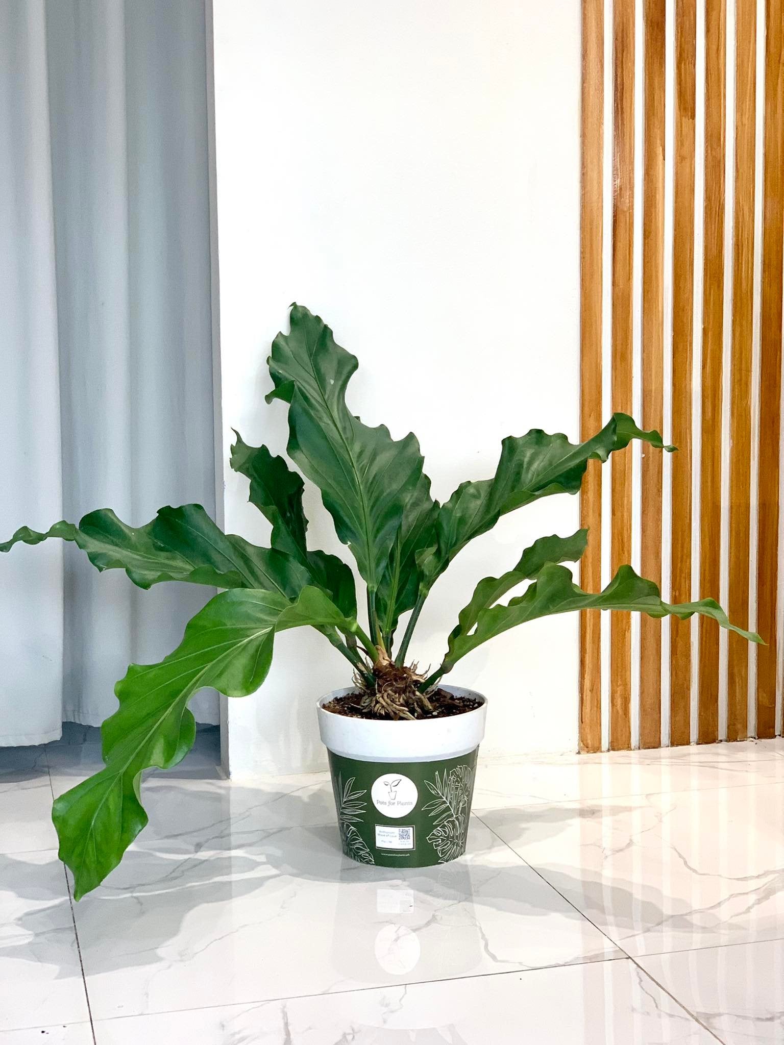 anthurium plant for sale philippines Anthurium Wave of Love – Pots For Plants