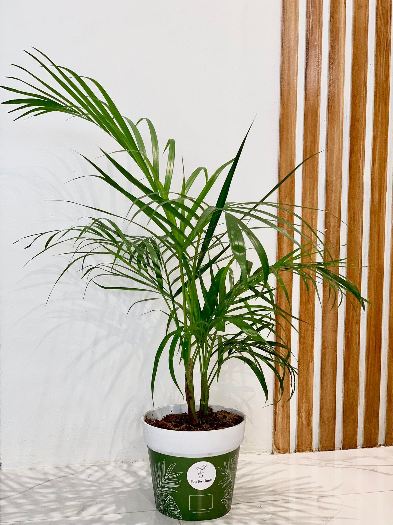 areca palm for sale philippines Areca Palm - Palmera