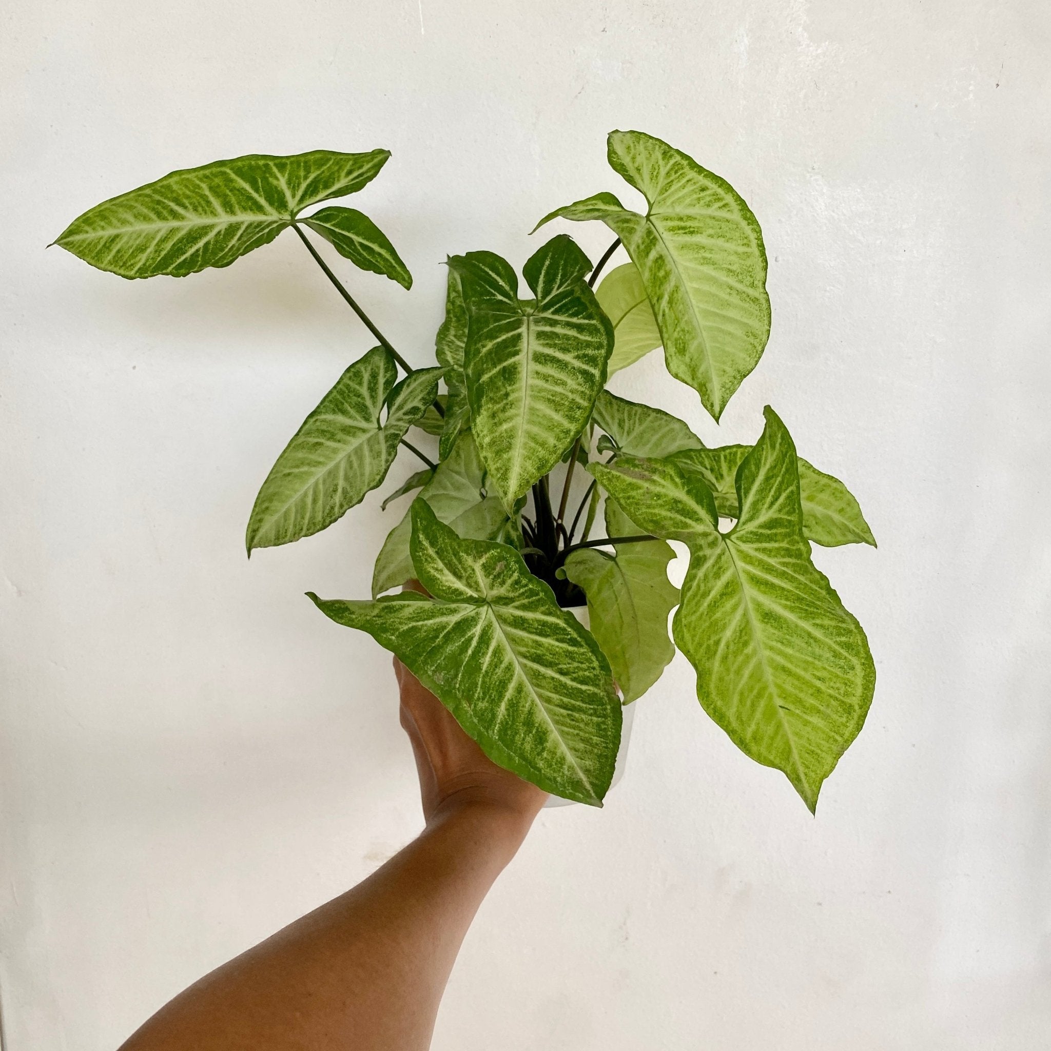 Arrowhead plant - Pots For Plants