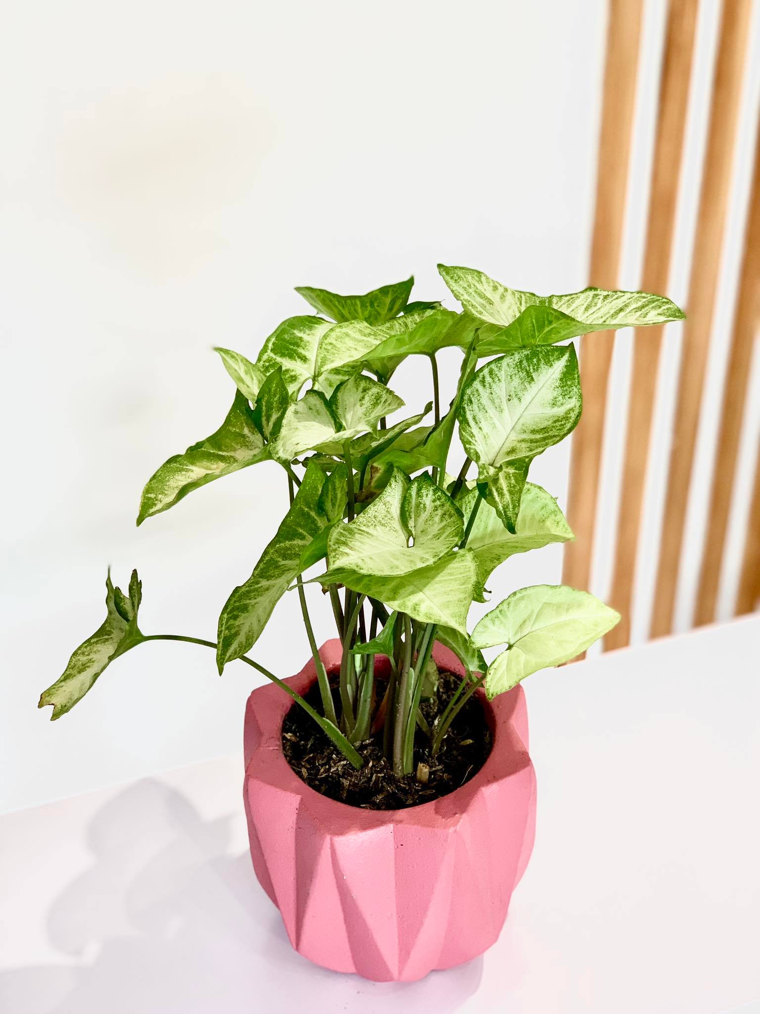 Arrowhead plant - Pots For Plants