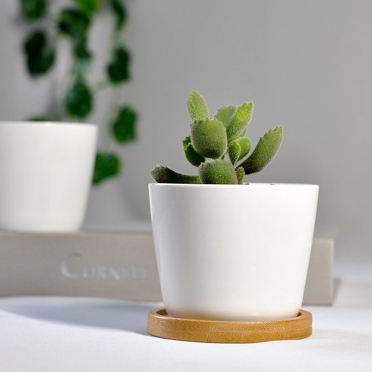 Cone Shaped White Porcelain Ceramic Pot - Pots For Plants