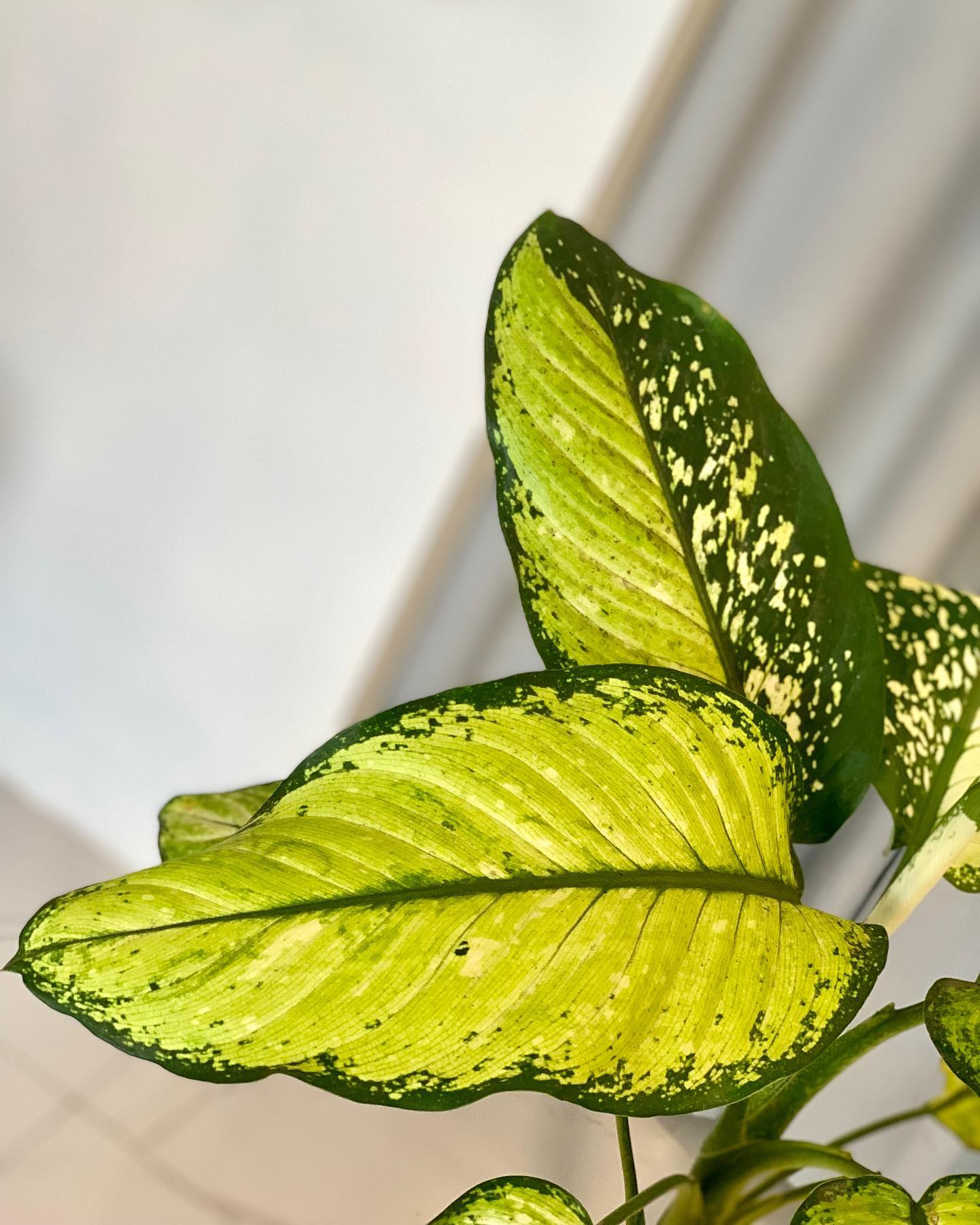 Aglaonema 'Camouflage' - Pots For Plants