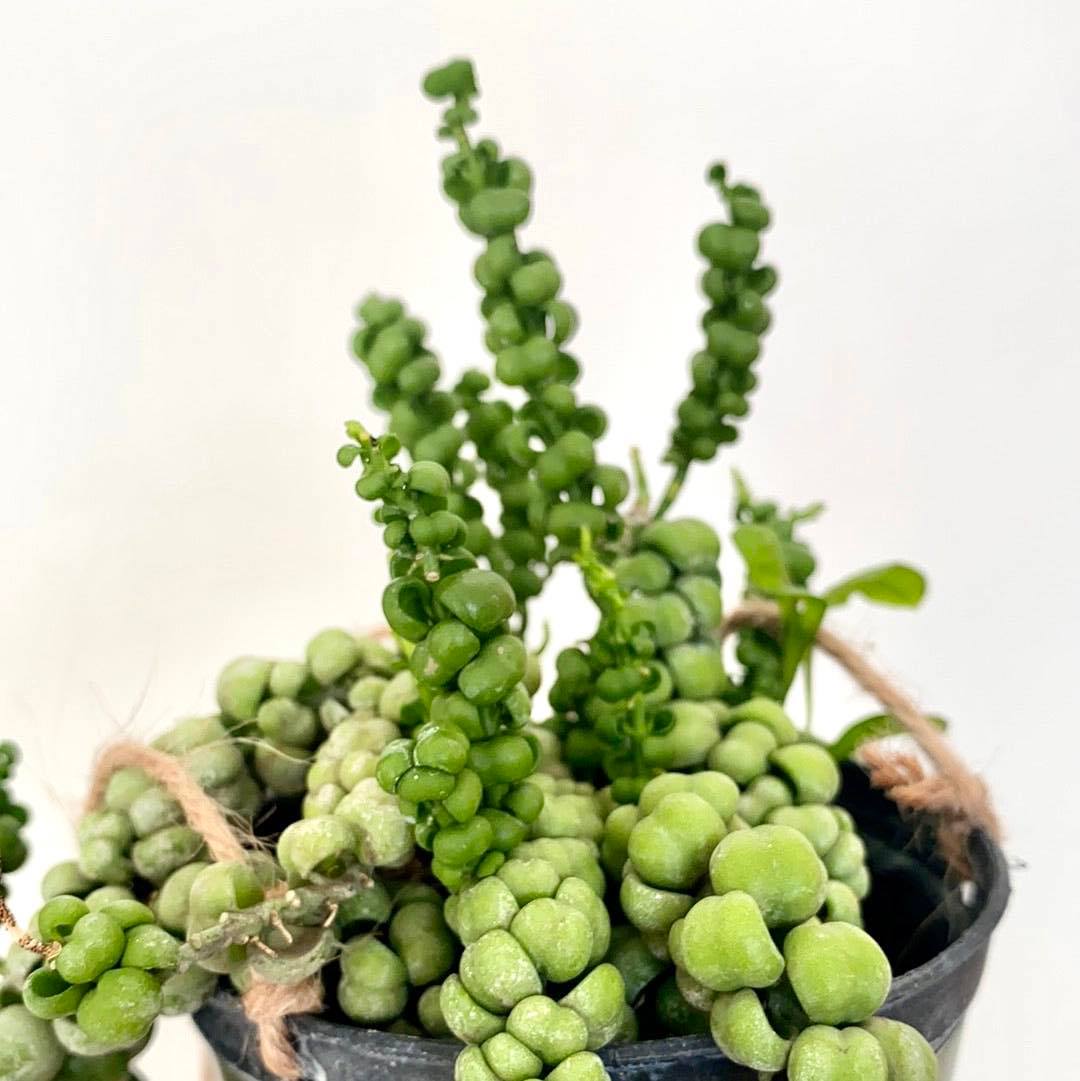 Dischidia Immarubu - Pots For Plants