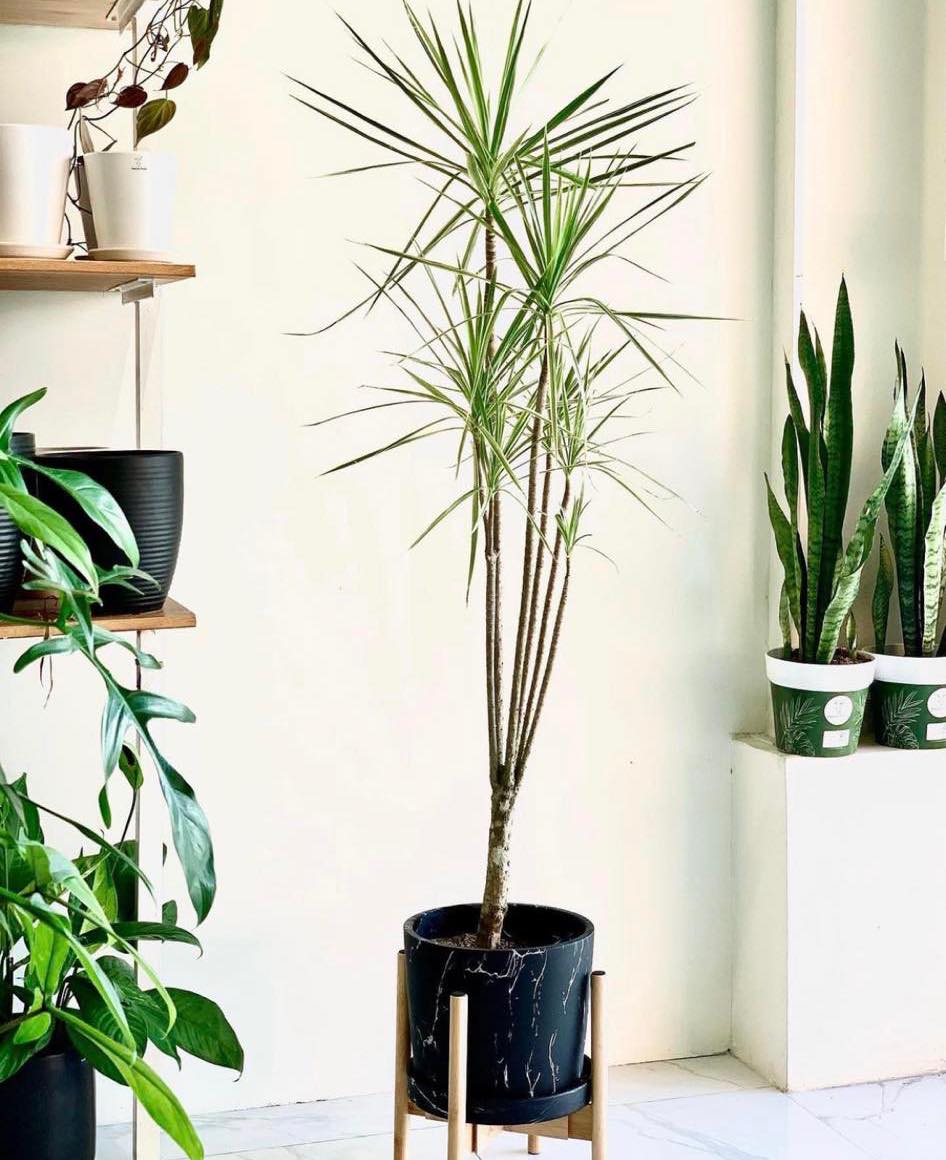 dracaena philippines Dracaena marginata – Pots For Plants