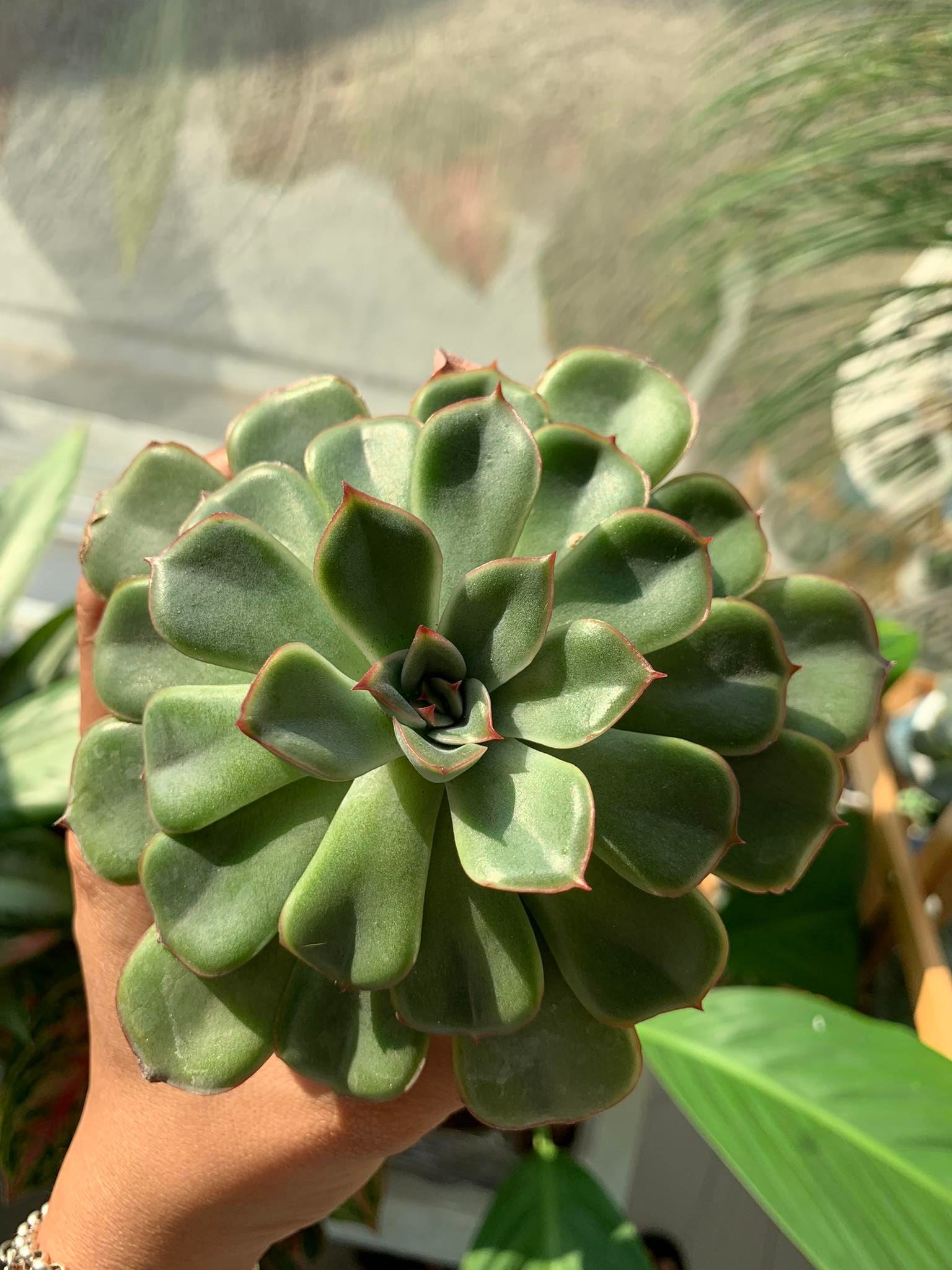Echeveria 'Hercules' succulent - Pots For Plants