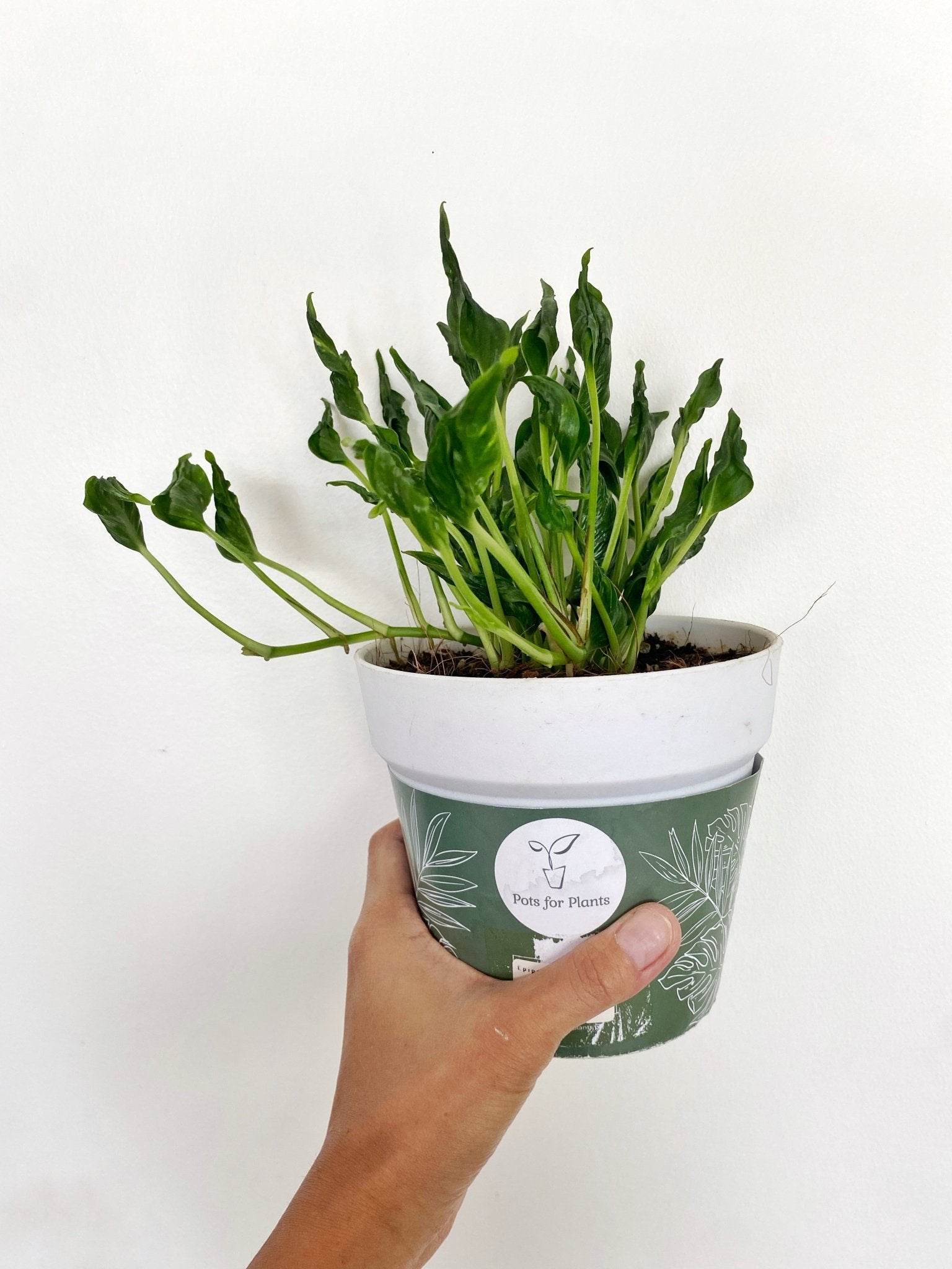 Epipremnum aureum Shangrila ‘Sleeping Pothos’ - Pots For Plants