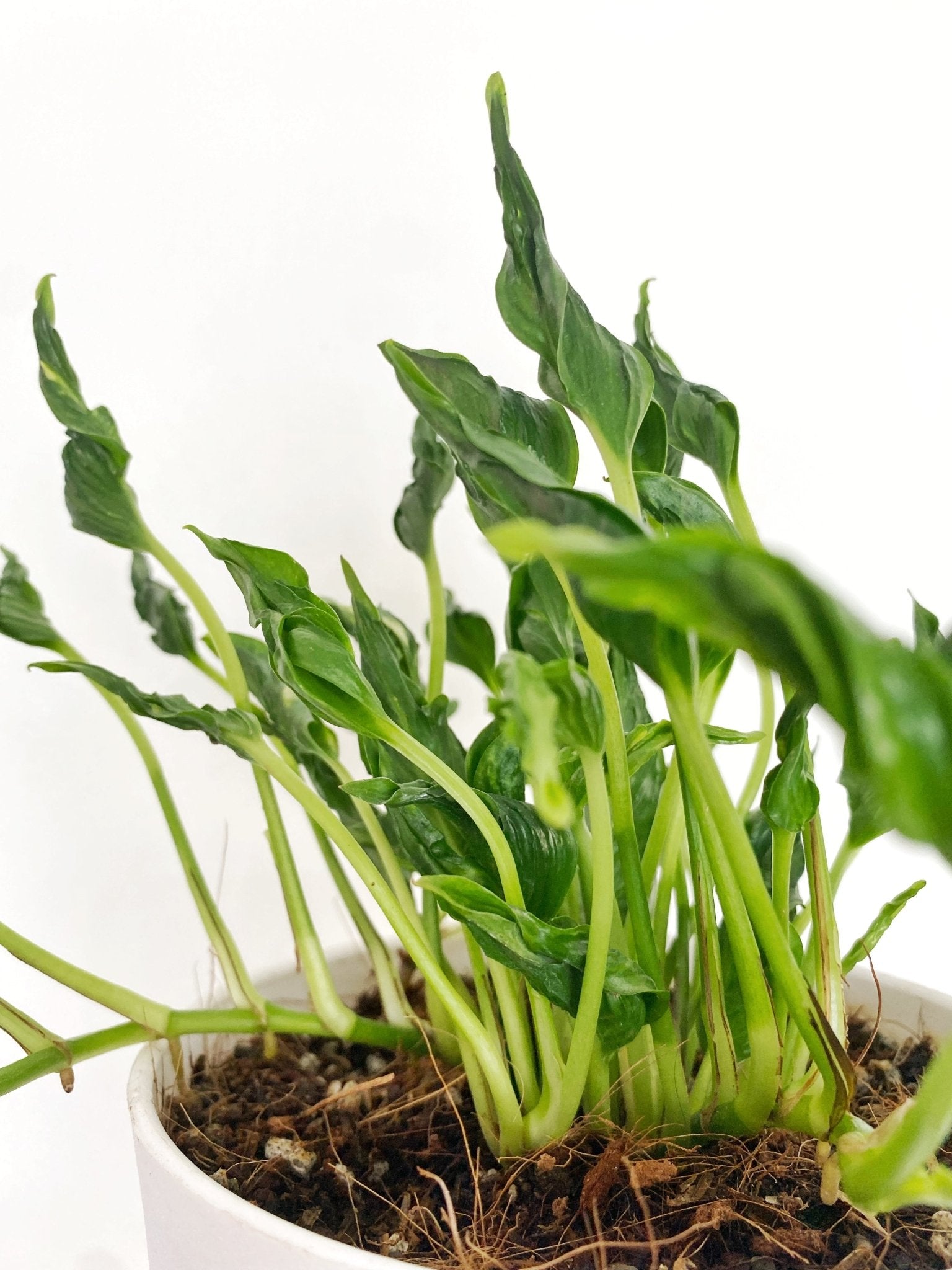 shangri la pothos vs sleeping pothos Epipremnum aureum Shangrila 'Sleeping Pothos' – Pots For Plants