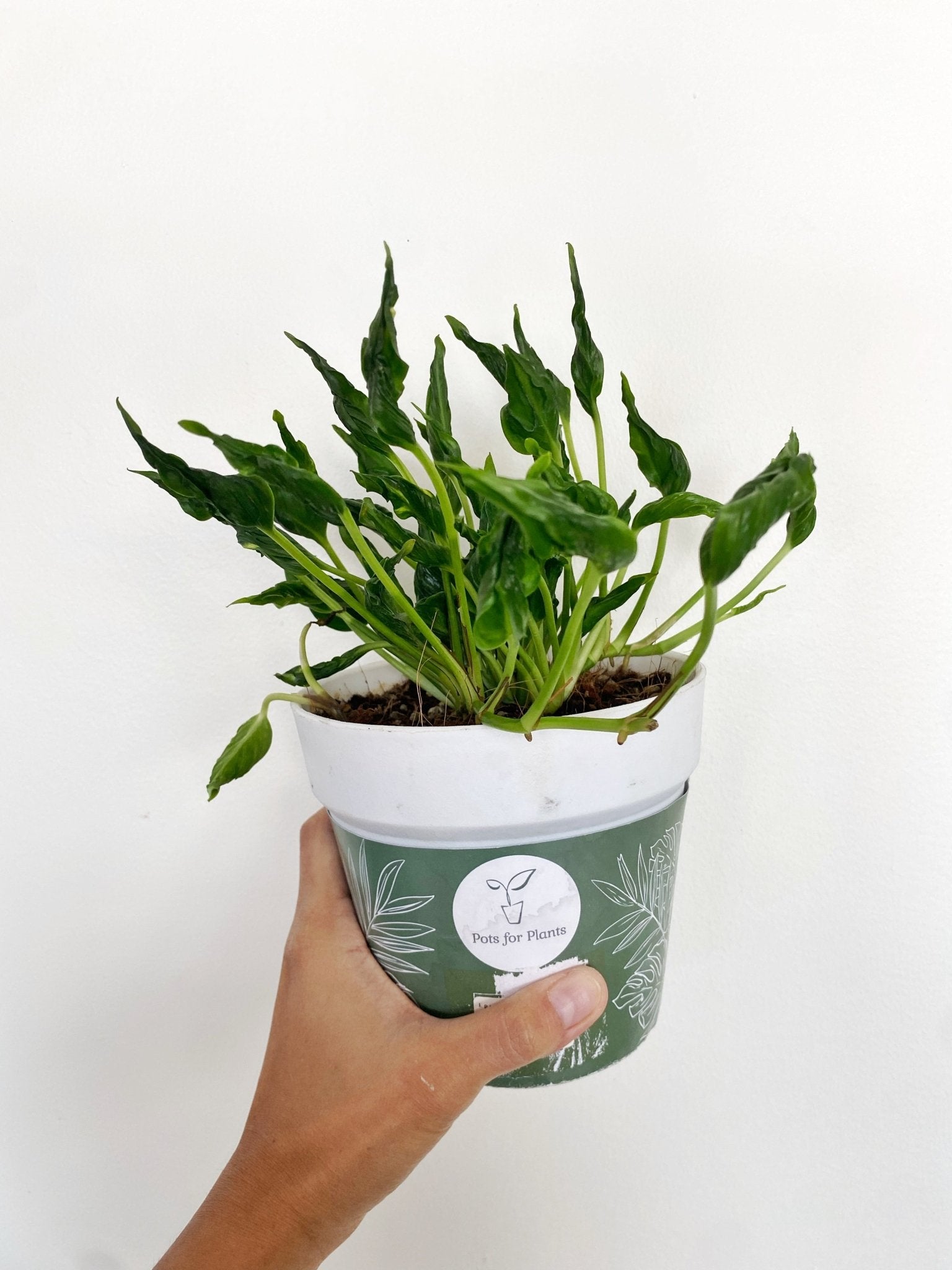 sleeping pothos Epipremnum aureum Shangrila 'Sleeping Pothos' – Pots For Plants