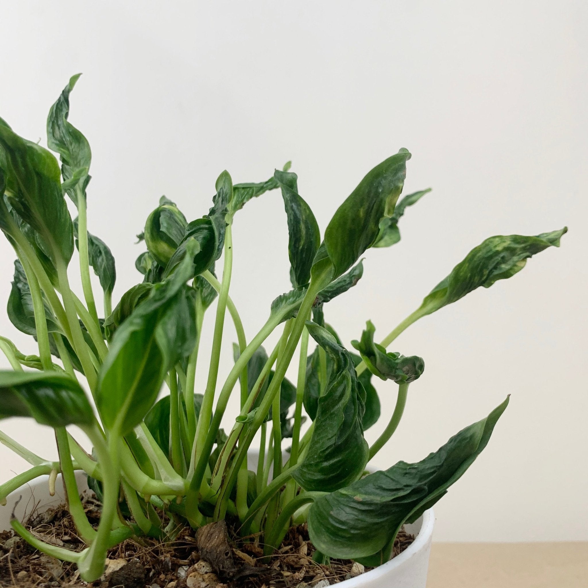 pothos dormant Epipremnum aureum Shangrila 'Sleeping Pothos' – Pots For Plants