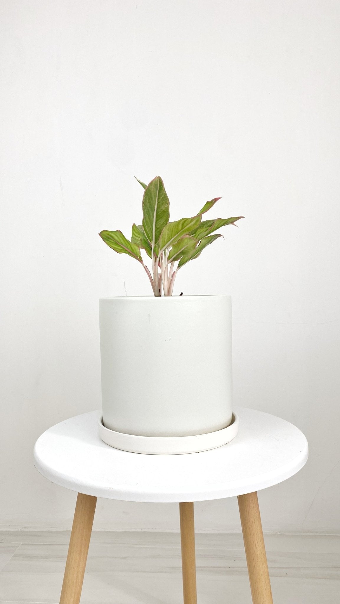 ES1257 Cylinder Glazed Clay Ceramic Pot with Ceramic Saucer - Pots For Plants