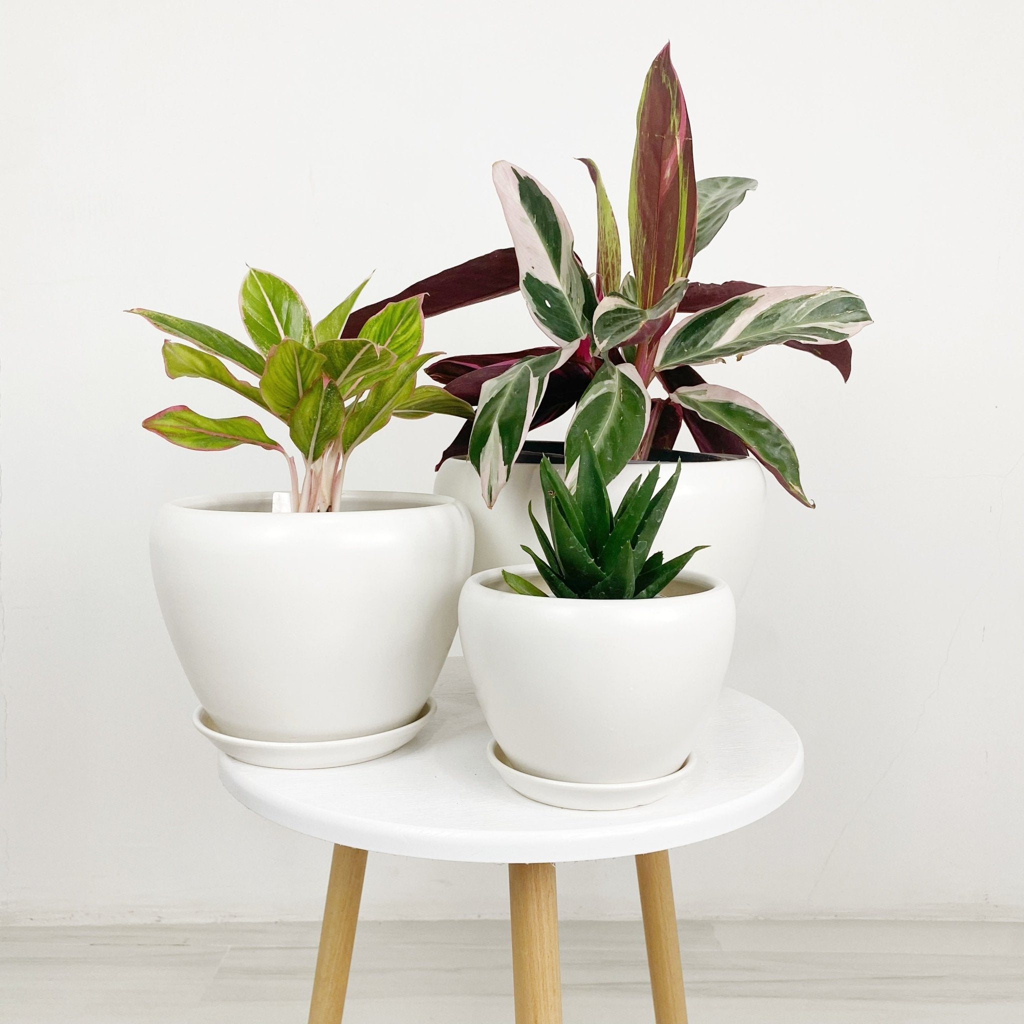 plant pot with plate ES1258 Egg Shaped Glazed Clay Ceramic Desk Pot with Catch Plate – Pots For Plants