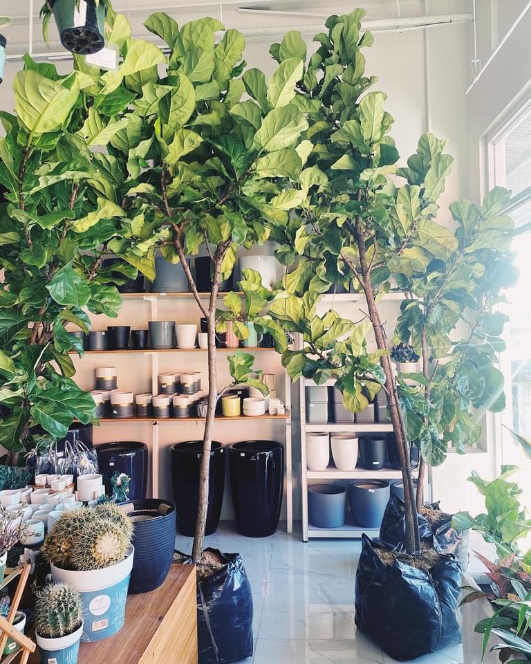 fiddle leaf fig tree for sale philippines Fiddle Leaf Fig Tree (Ficus lyrata) – Pots For Plants