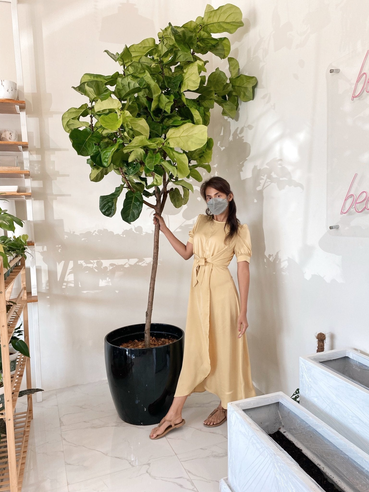 fiddle leaf fig tree for sale philippines Fiddle Leaf Fig Tree (Ficus lyrata) – Pots For Plants